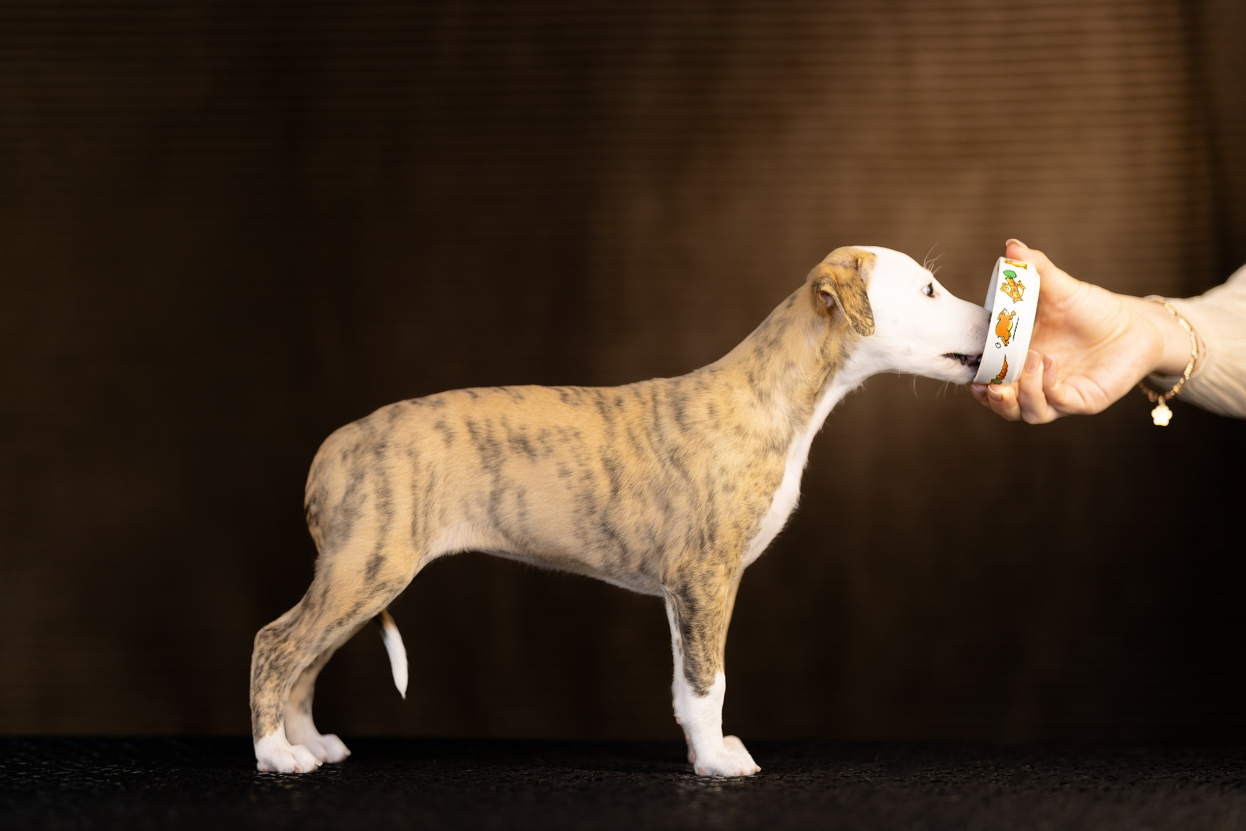 Уиппет. Фотограф и видеограф анималист Аганина Дарья