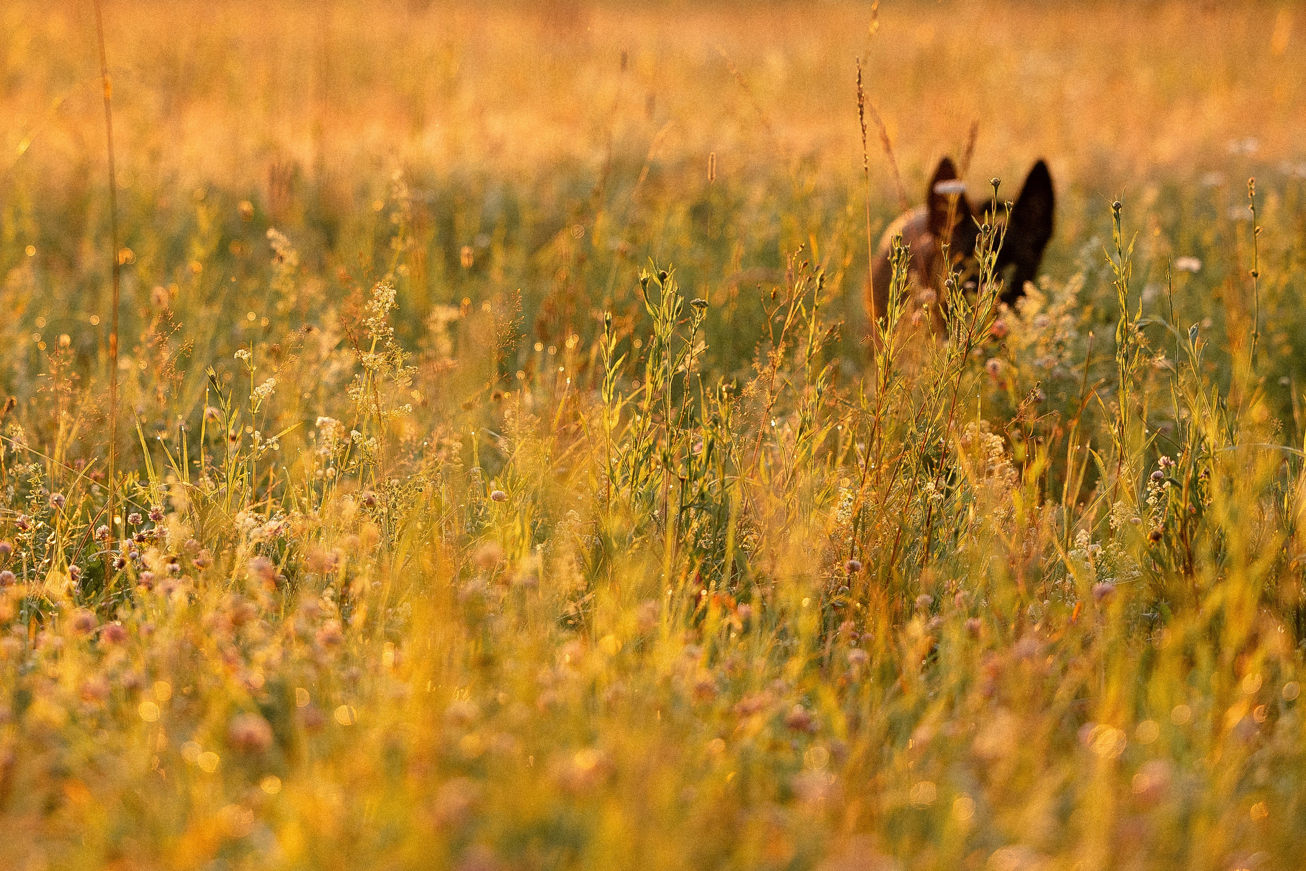 Галина и Лоя. Фотограф и видеограф анималист Аганина Дарья