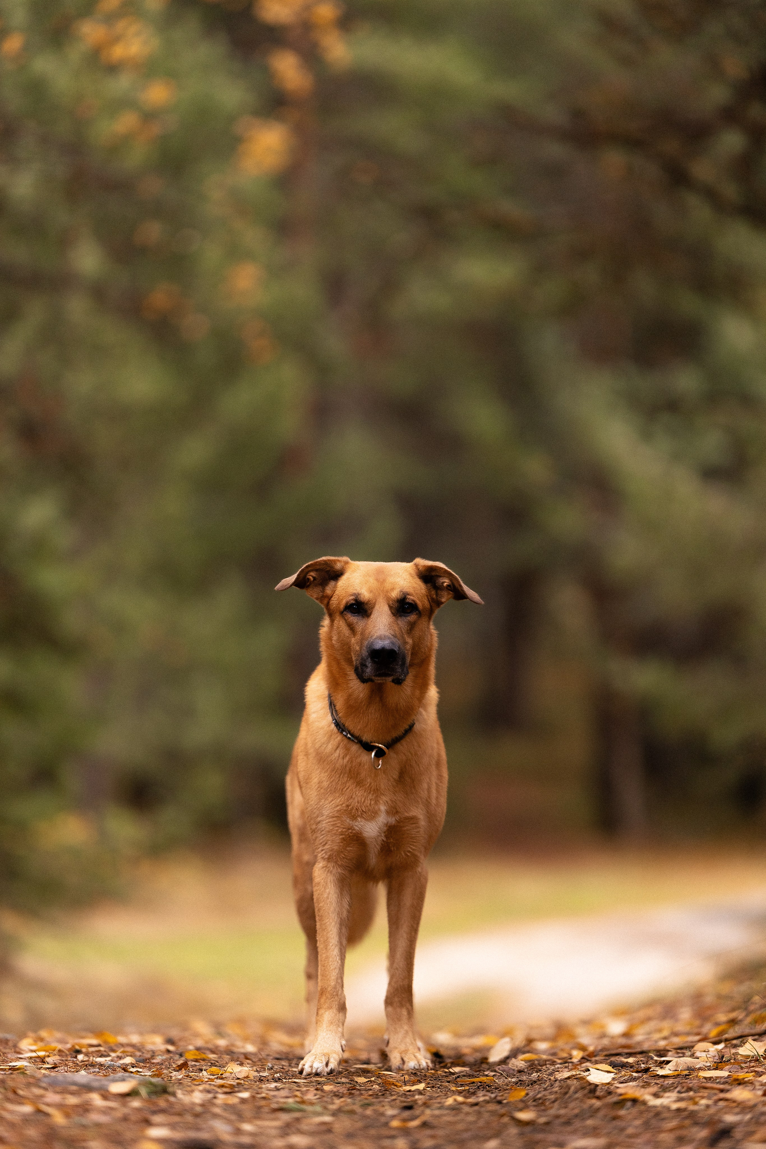Karelia. Фотограф и видеограф анималист Аганина Дарья