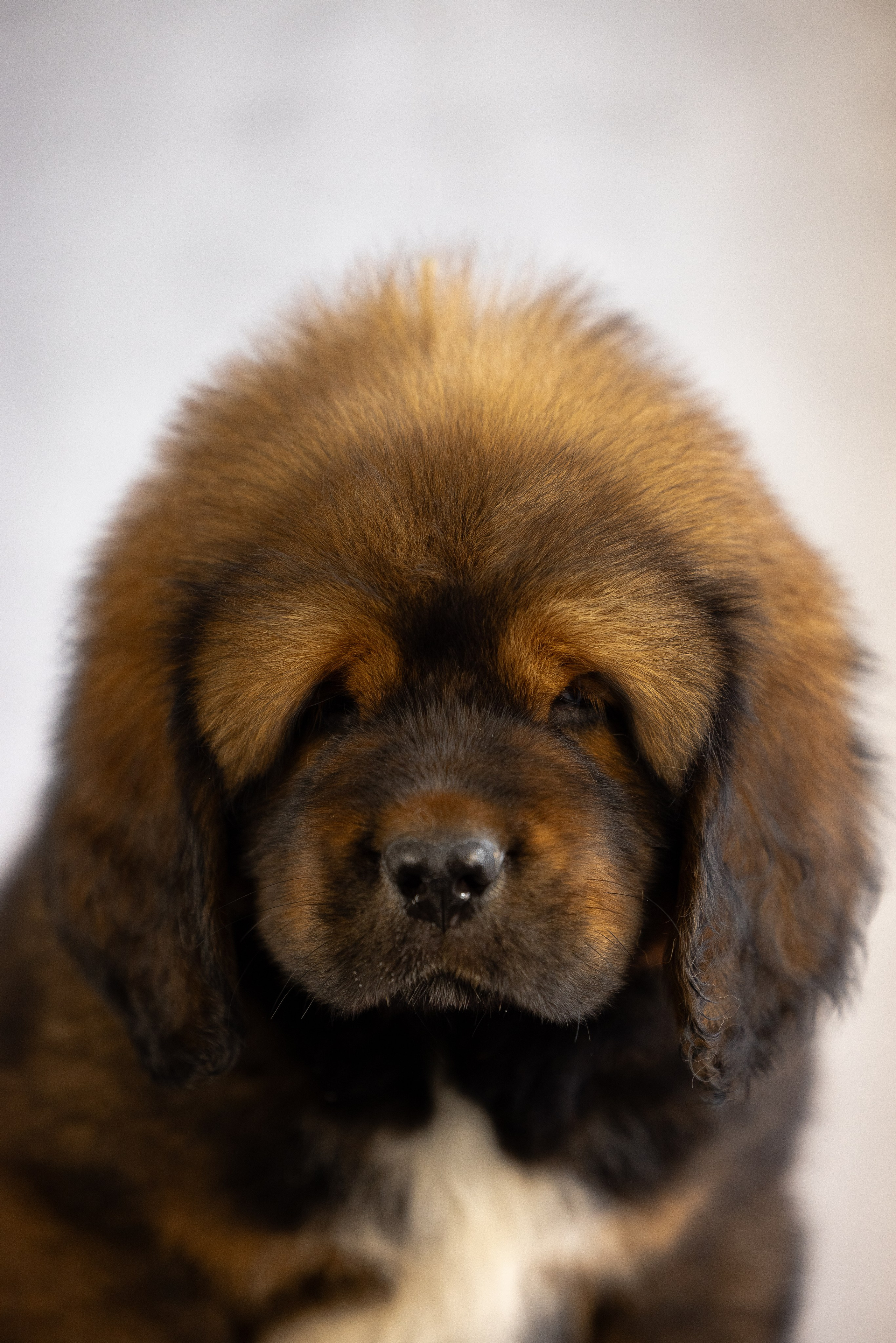 Тибетский мастиф. Фотограф и видеограф анималист Аганина Дарья