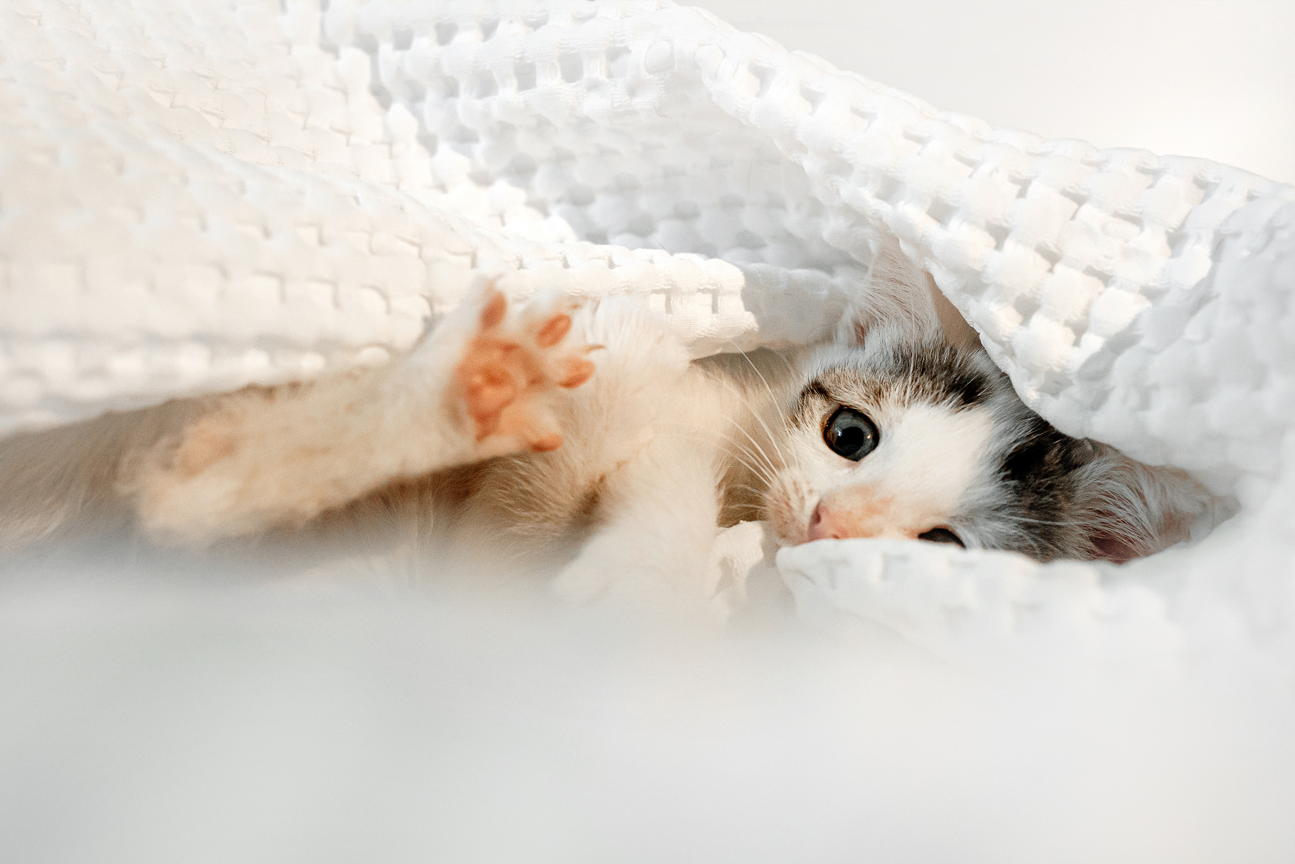 Фотосессия для котят в интерьере