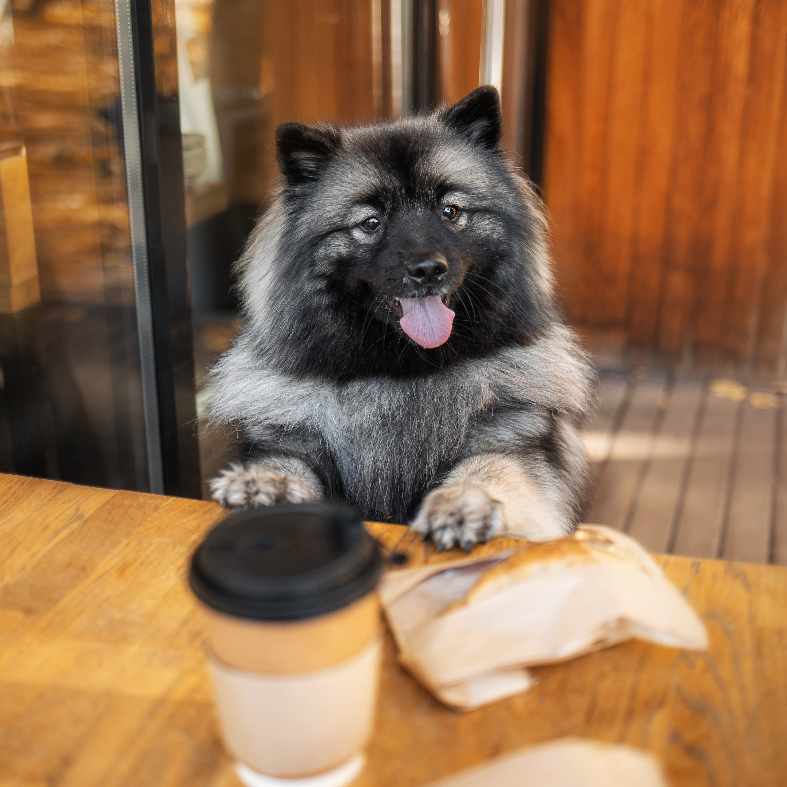 Фотосессия с собакой Чарой в Москве