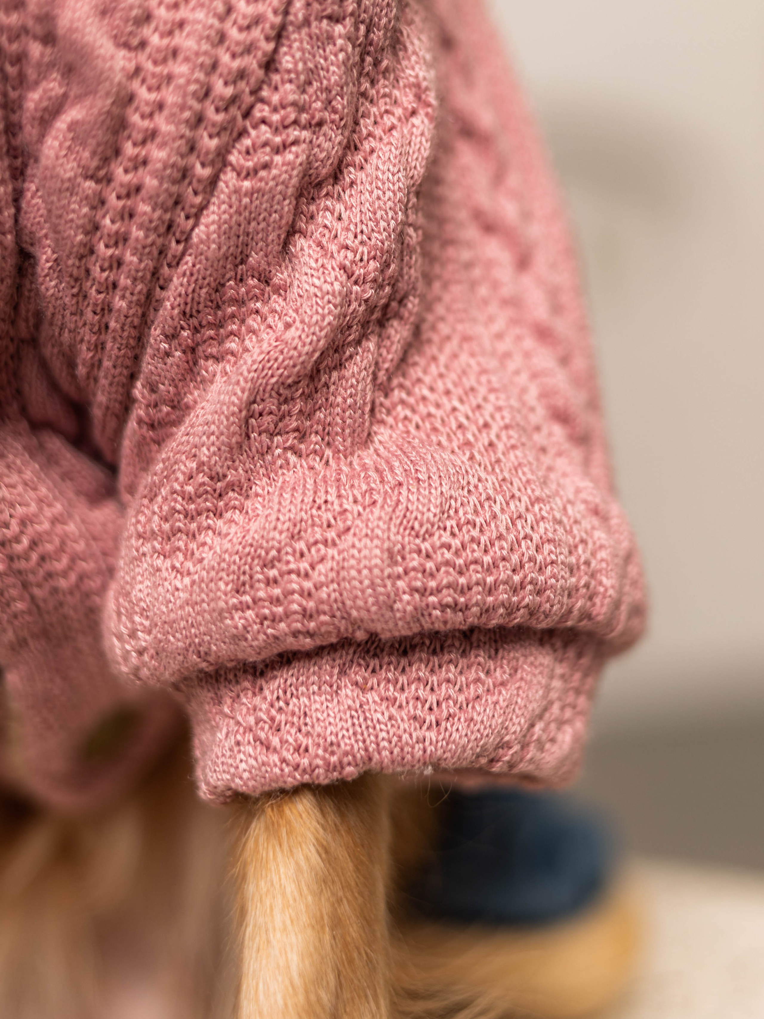 Фотосессия для каталога собачьих товаров на Wildberries