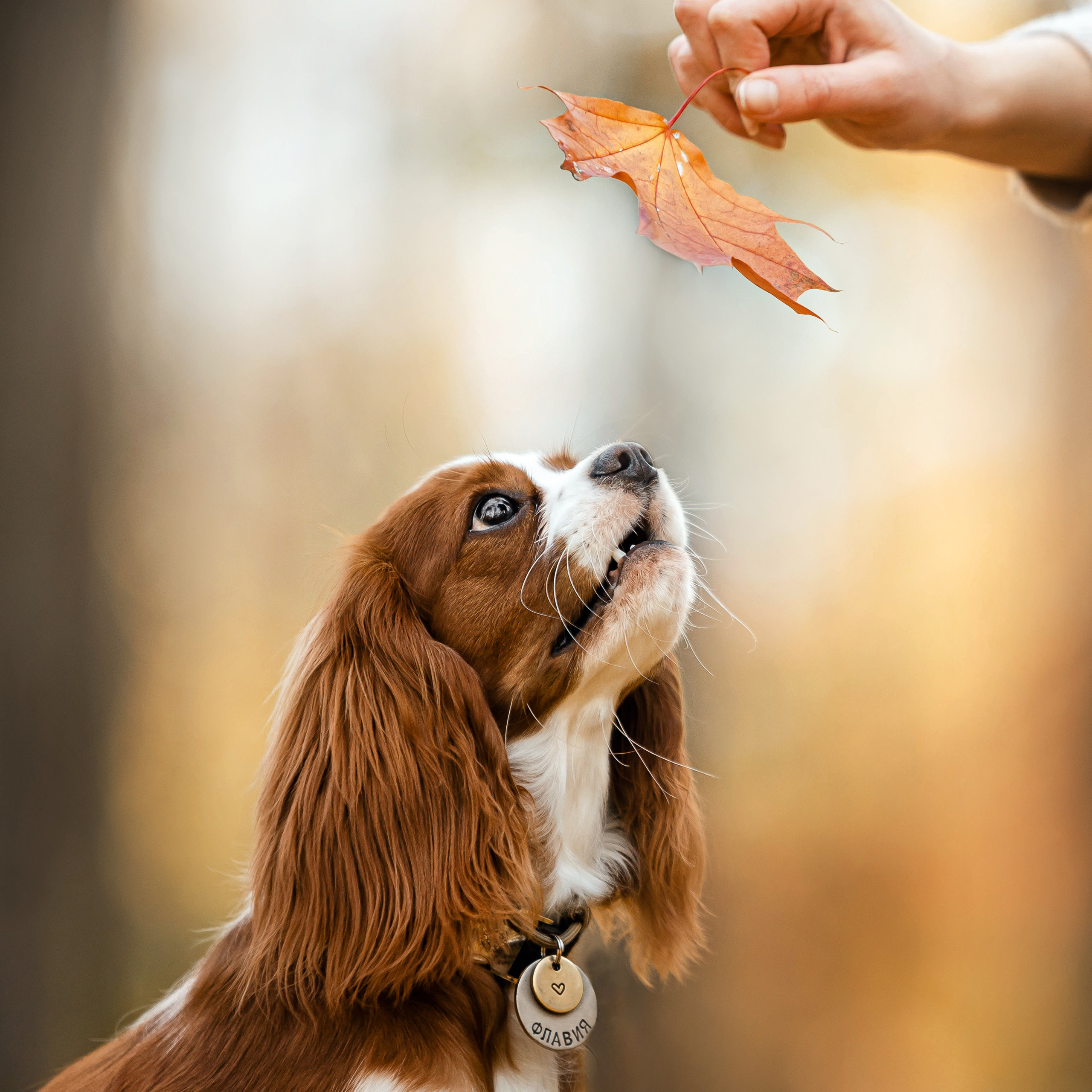 Фотосессия с собакой Флаффи в Москве