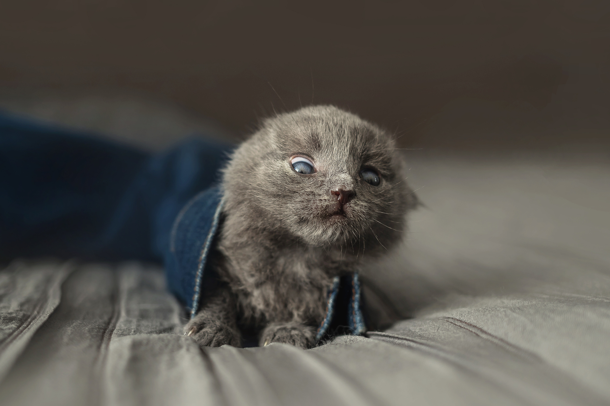 Фотосессия для новорожденных котят