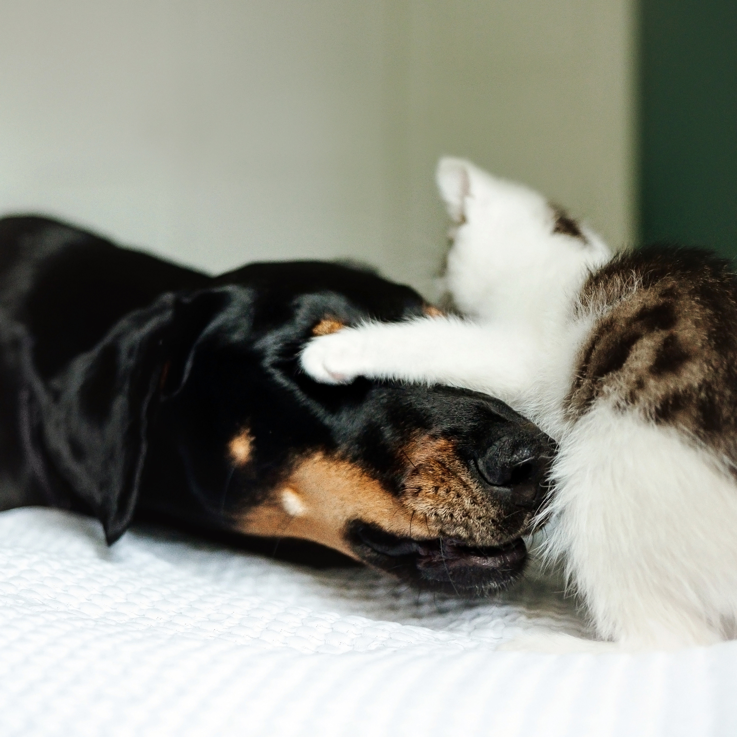 Фотосессия для котят в интерьере