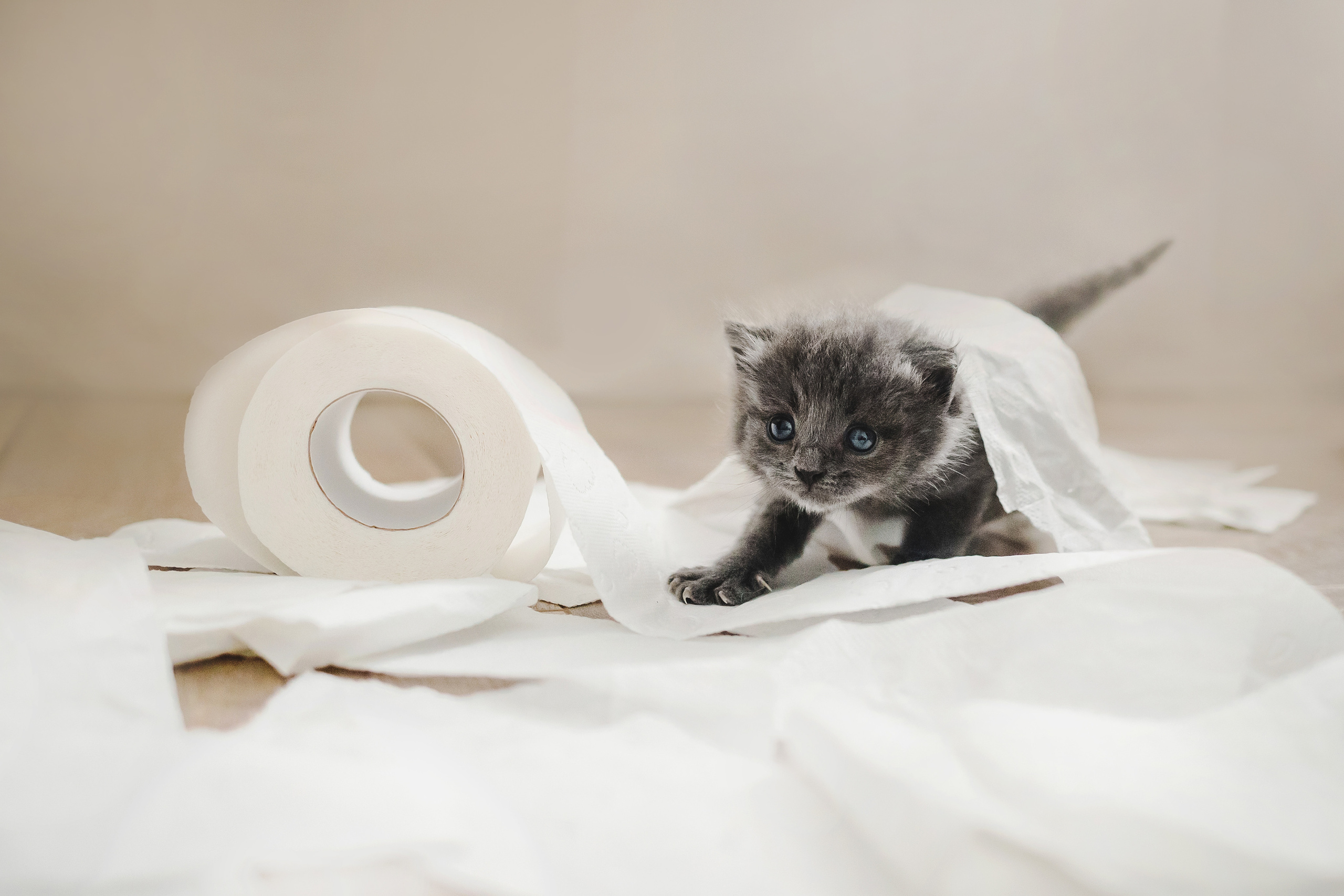 Фотосессия для новорожденных котят