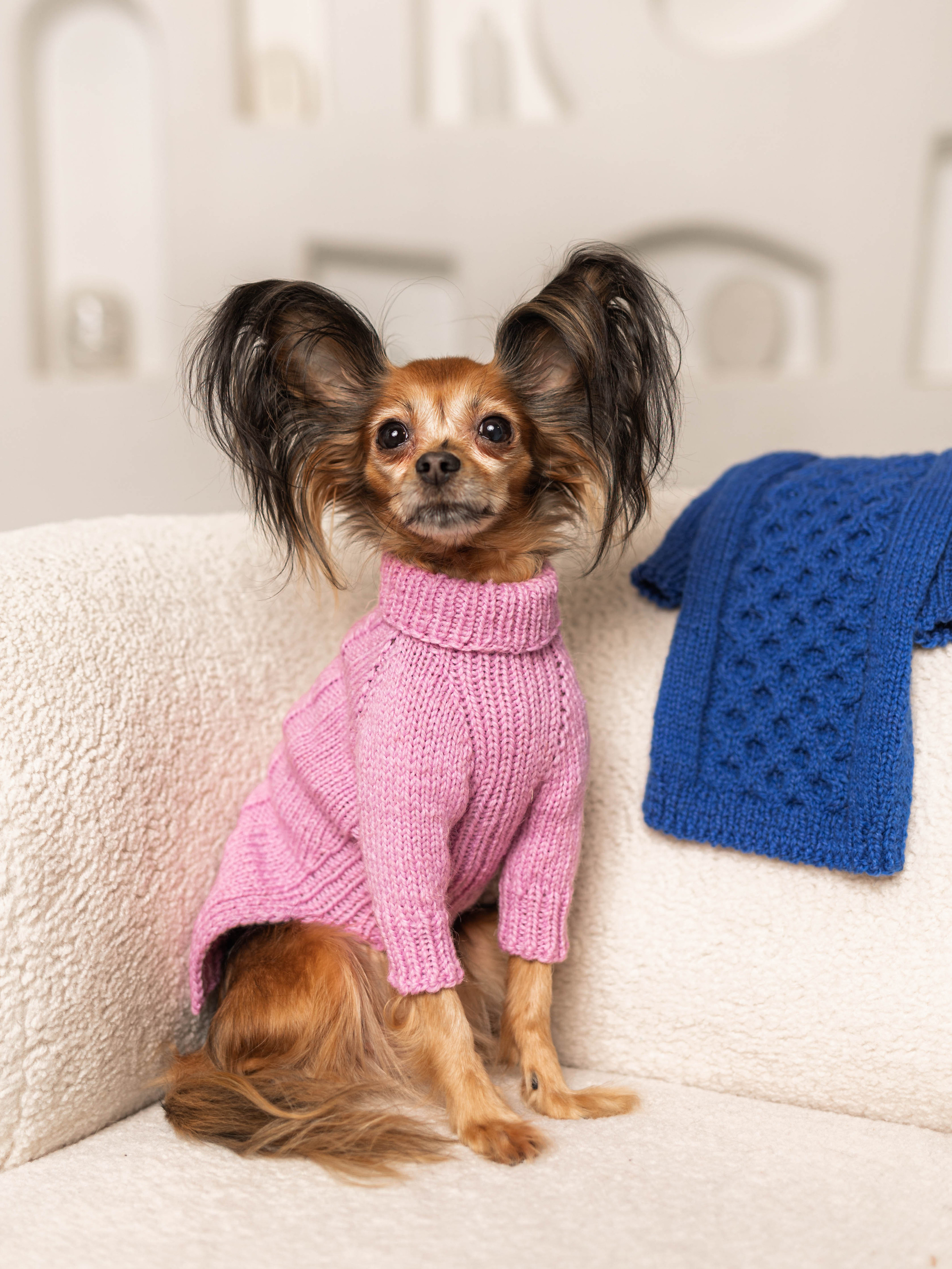 Фотосессия для каталога собачьих товаров на Wildberries