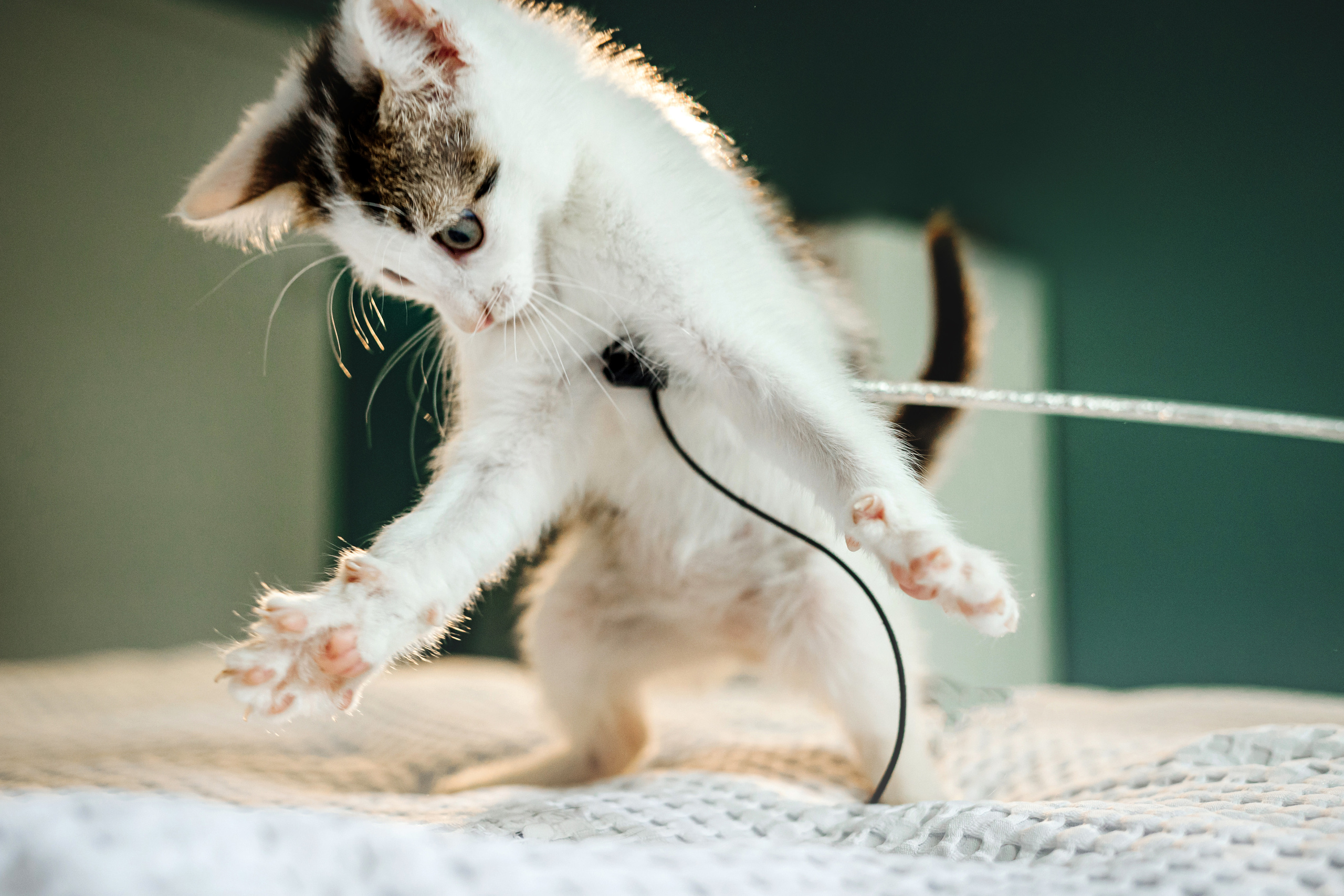 Фотосессия для котят в интерьере