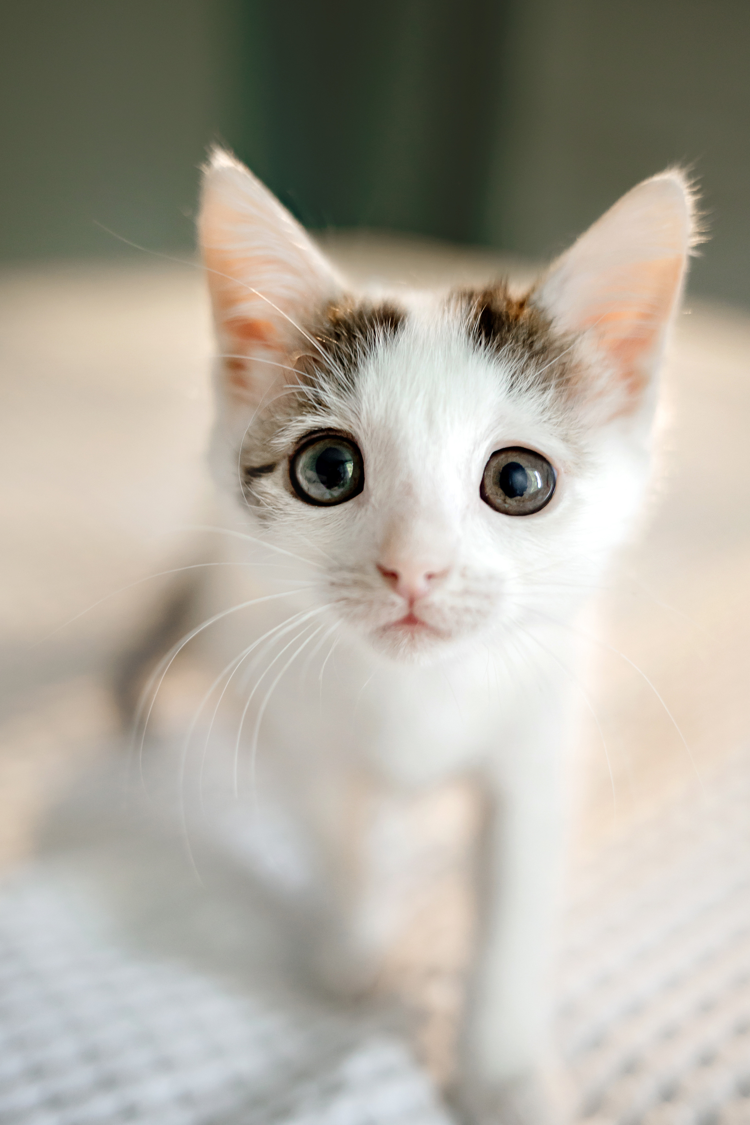 Фотосессия для котят в интерьере