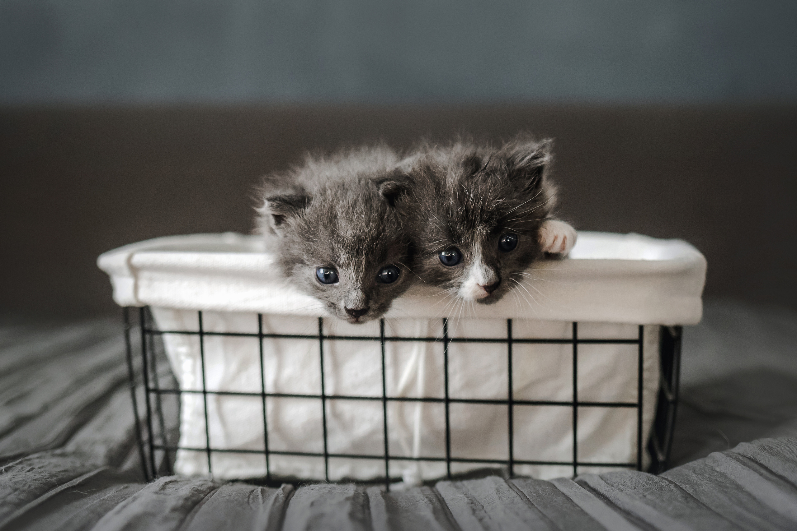 Фотосессия для новорожденных котят