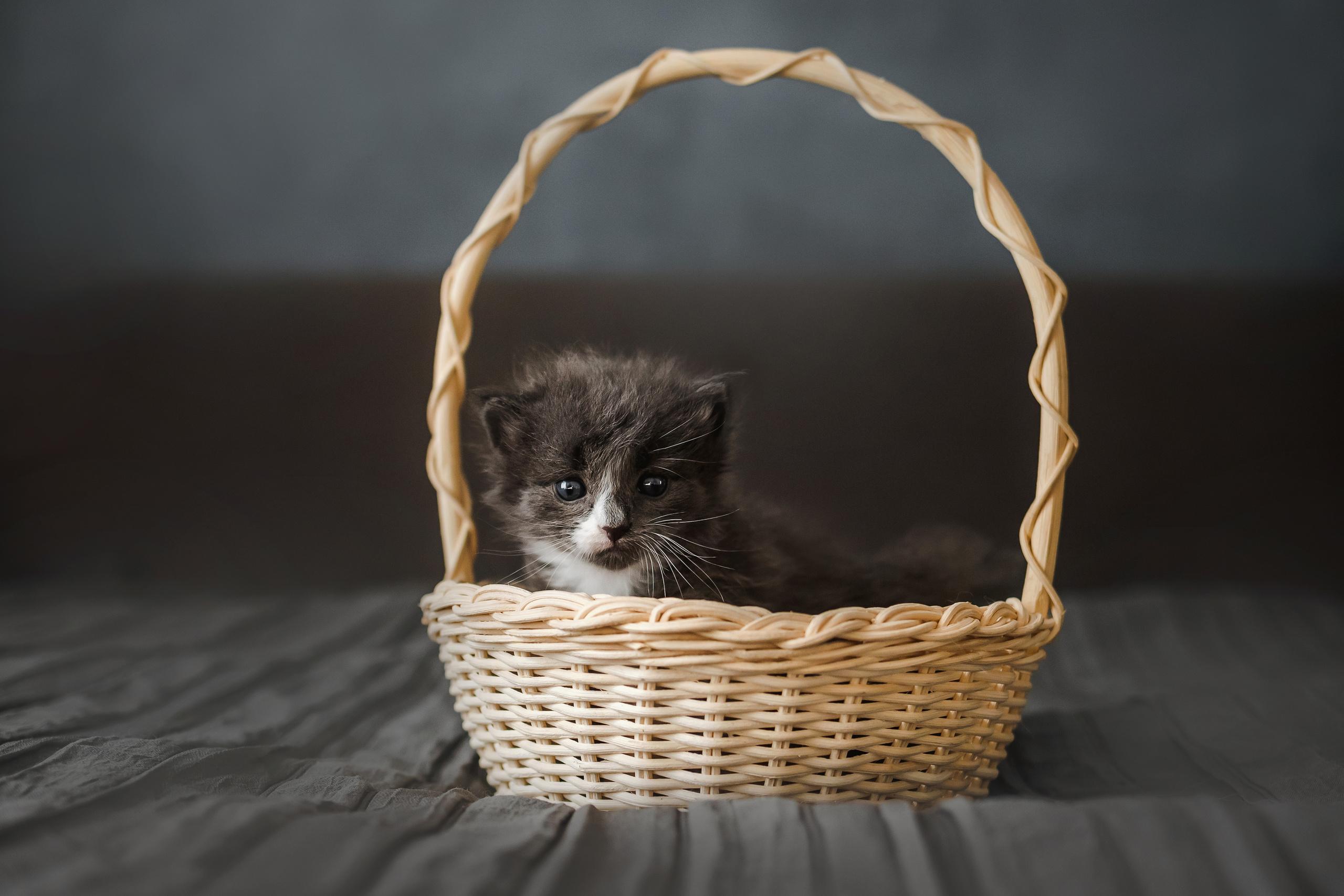 Фотосессия для новорожденных котят