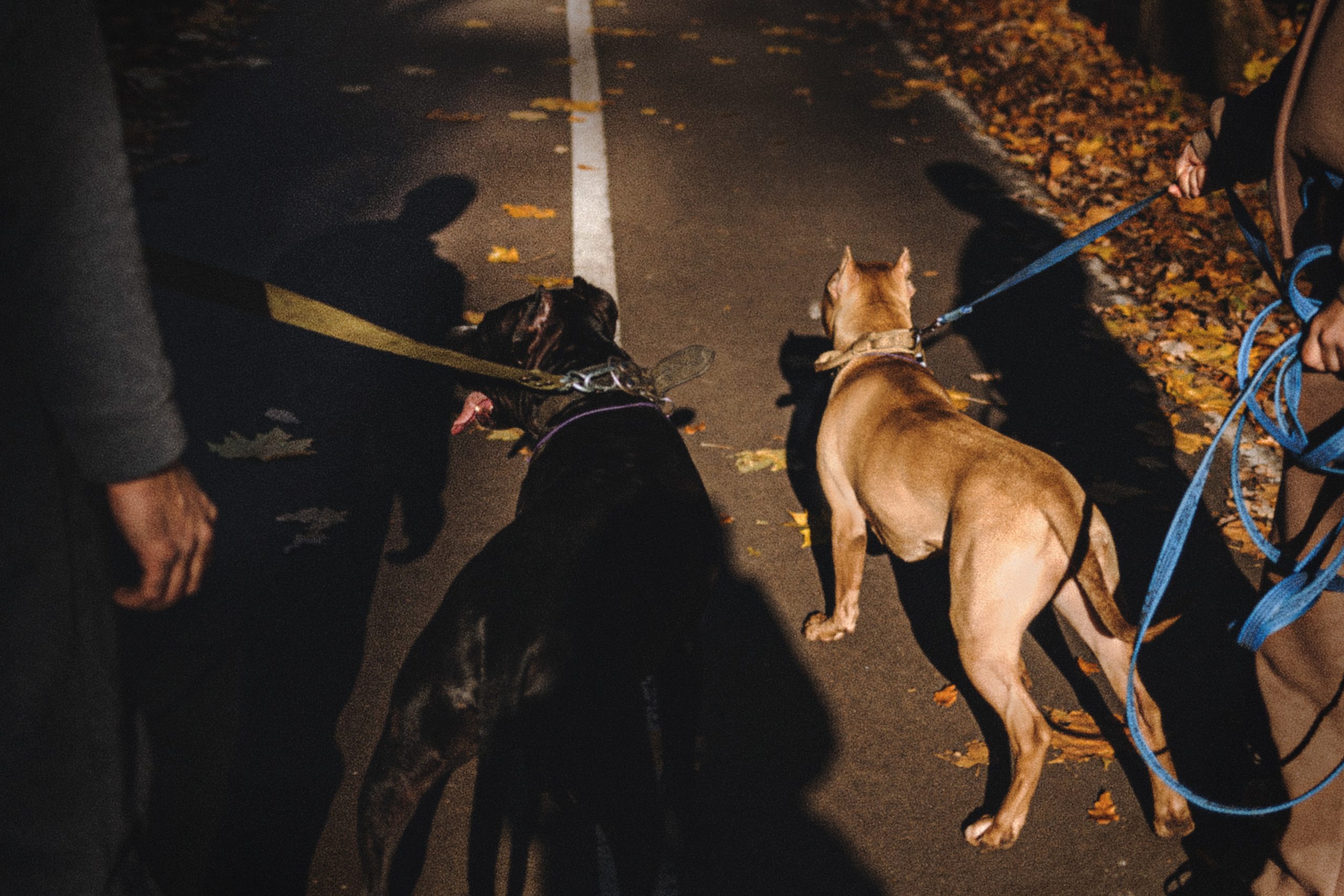 Фотосессия с собаками Камю и Афина в Москве