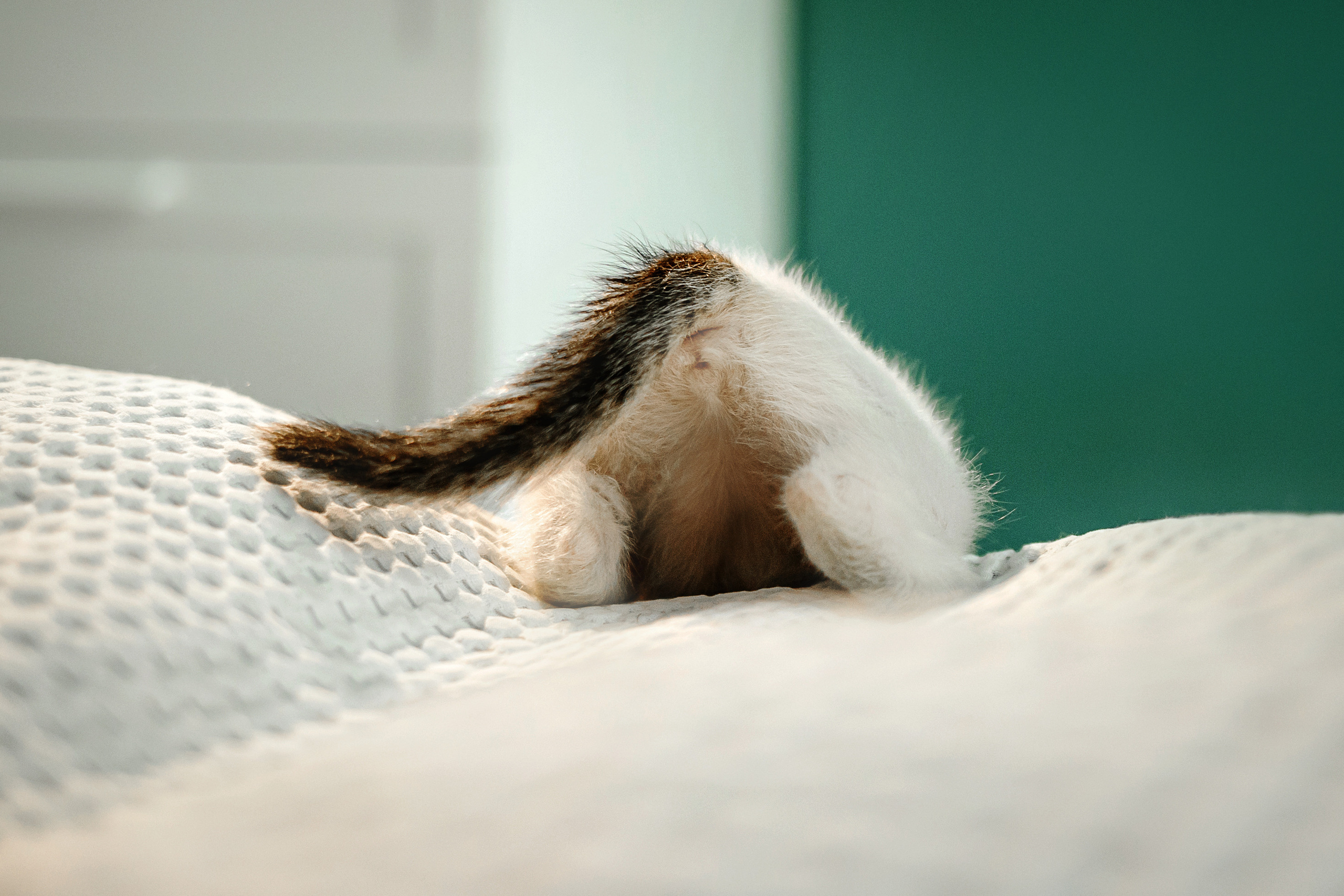 Фотосессия для котят в интерьере