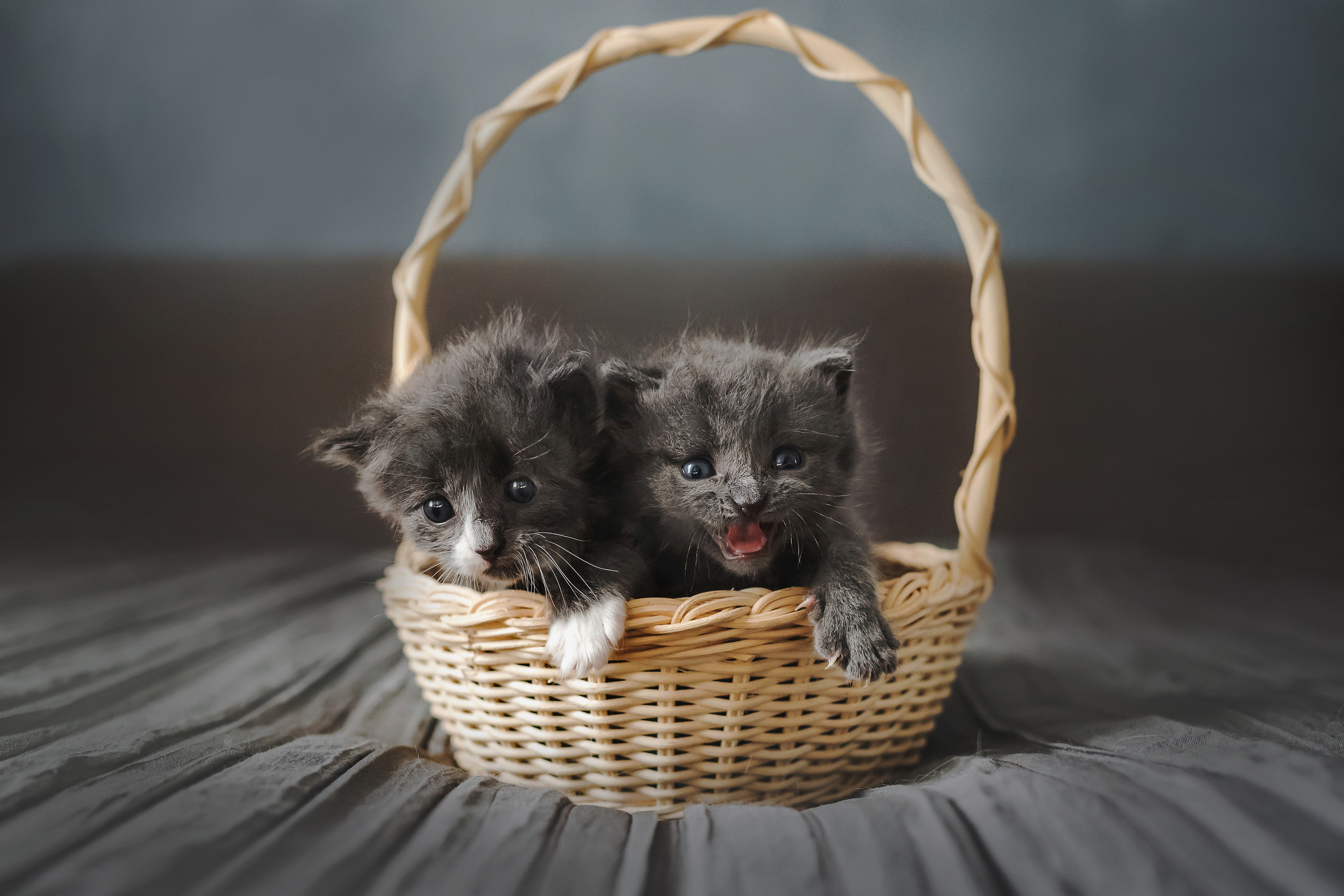 Фотосессия для новорожденных котят