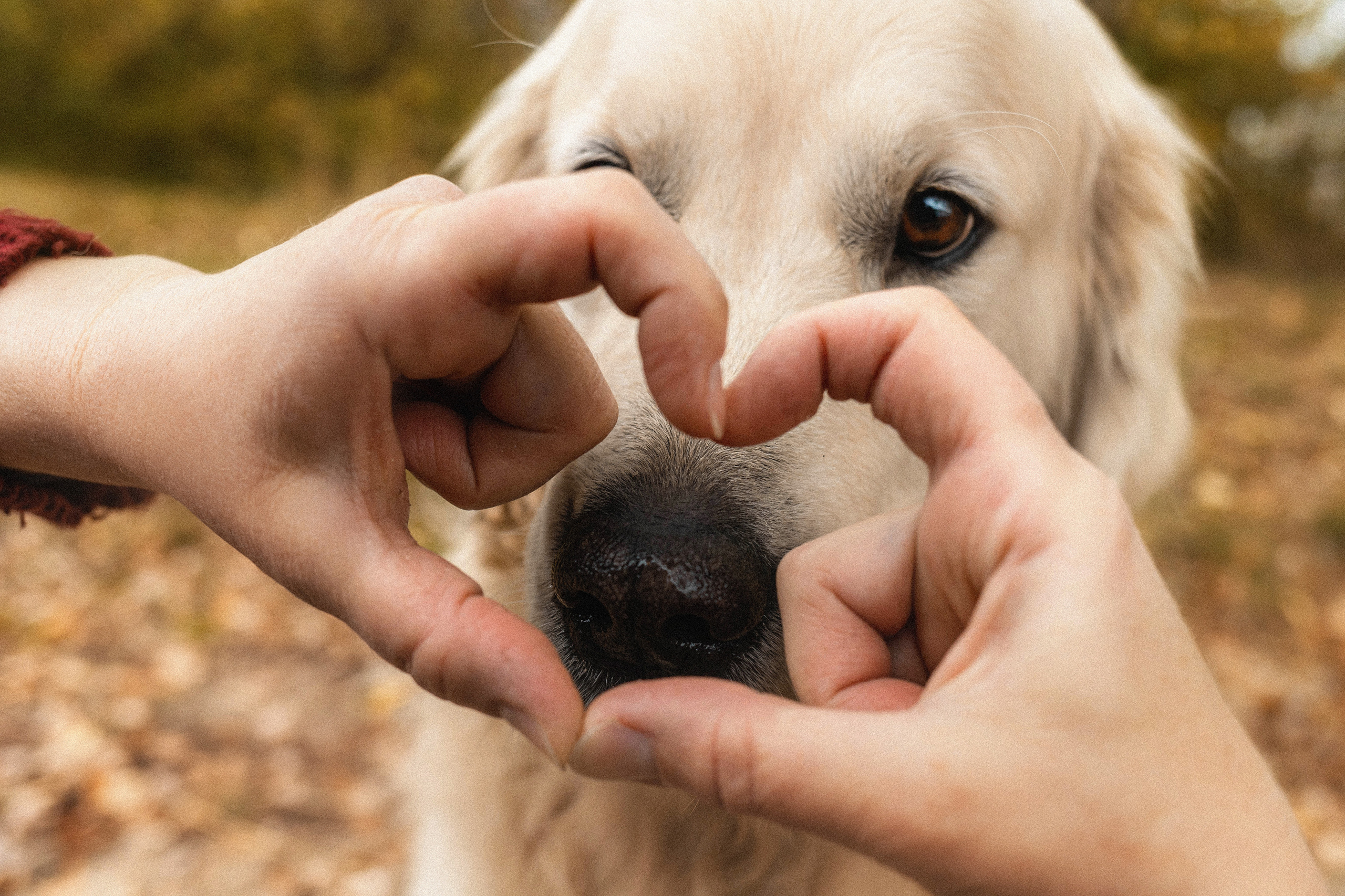 Фотосессия с золотистым ретривером Мартином в Москве