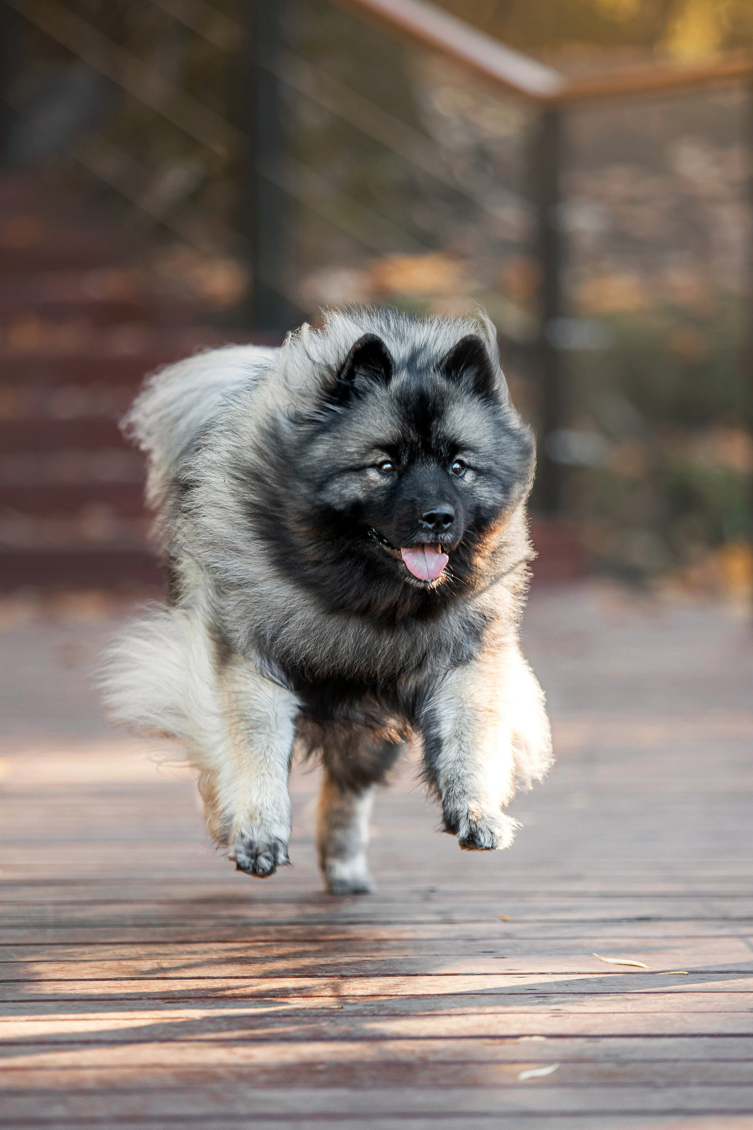 Фотосессия с собакой Чарой в Москве