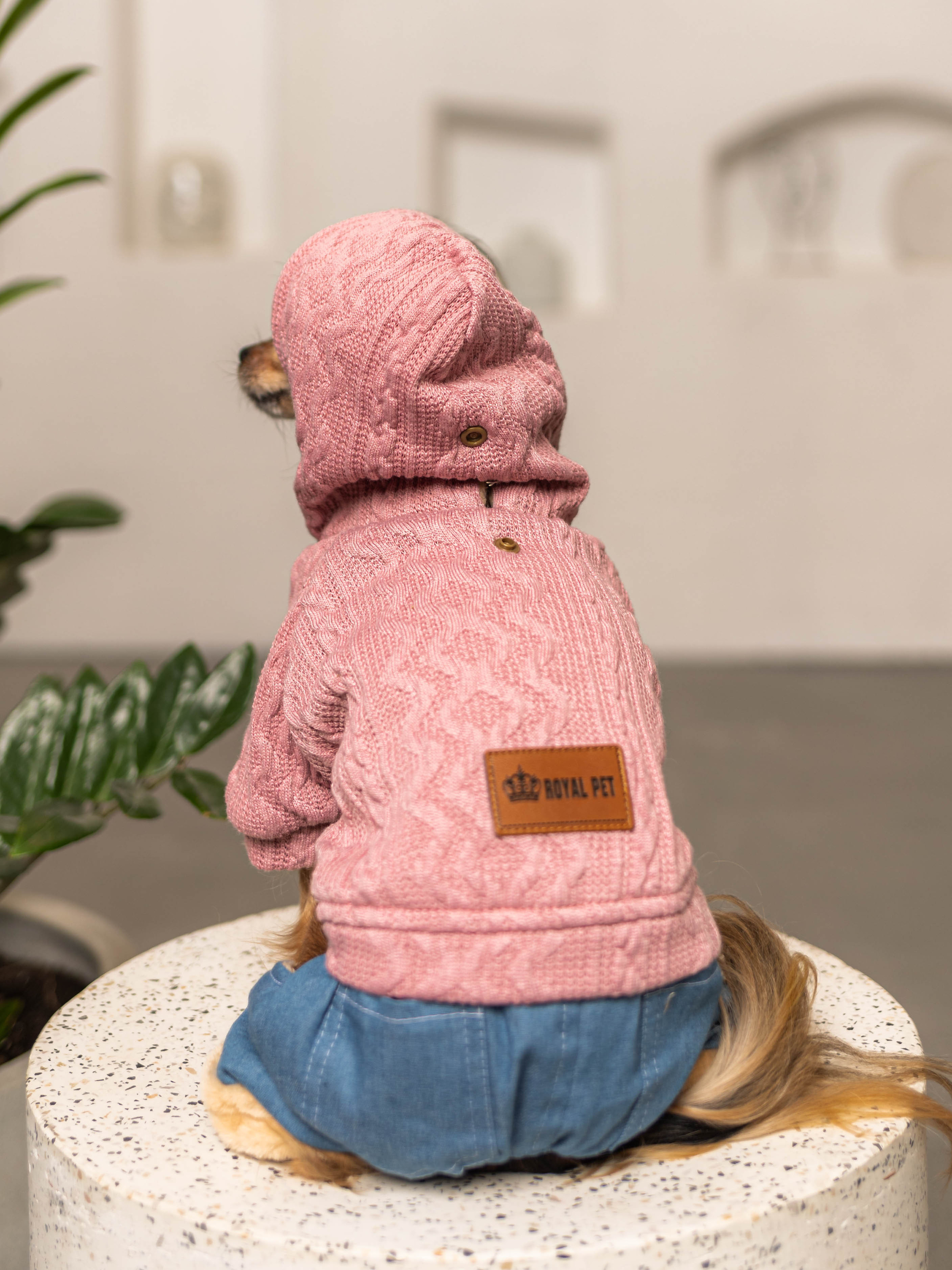 Фотосессия для каталога собачьих товаров на Wildberries