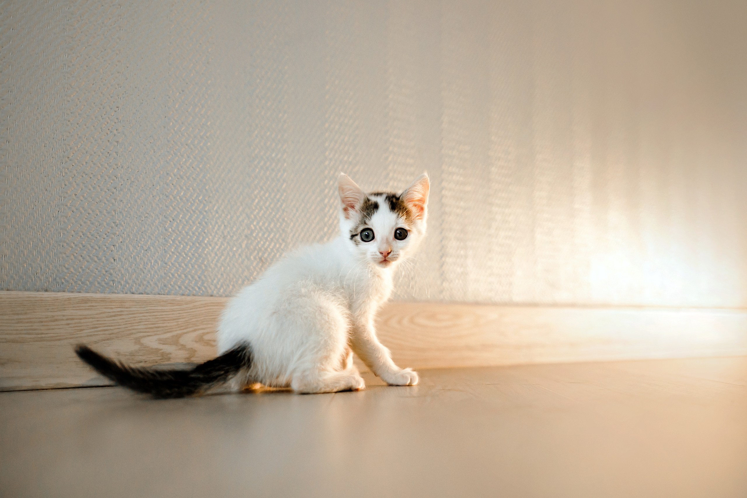 Фотосессия для котят в интерьере