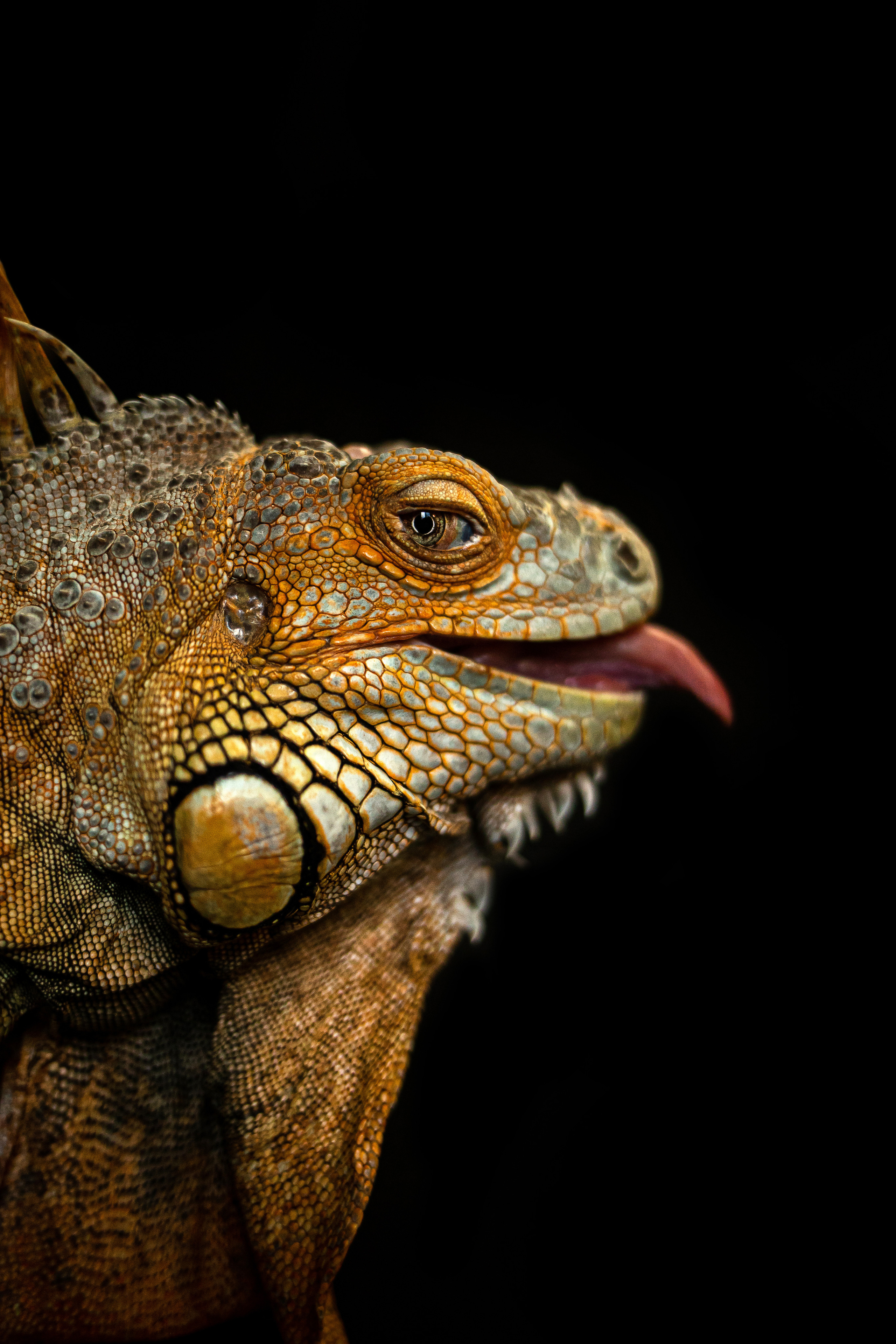 Фотосессия игуаны Иги