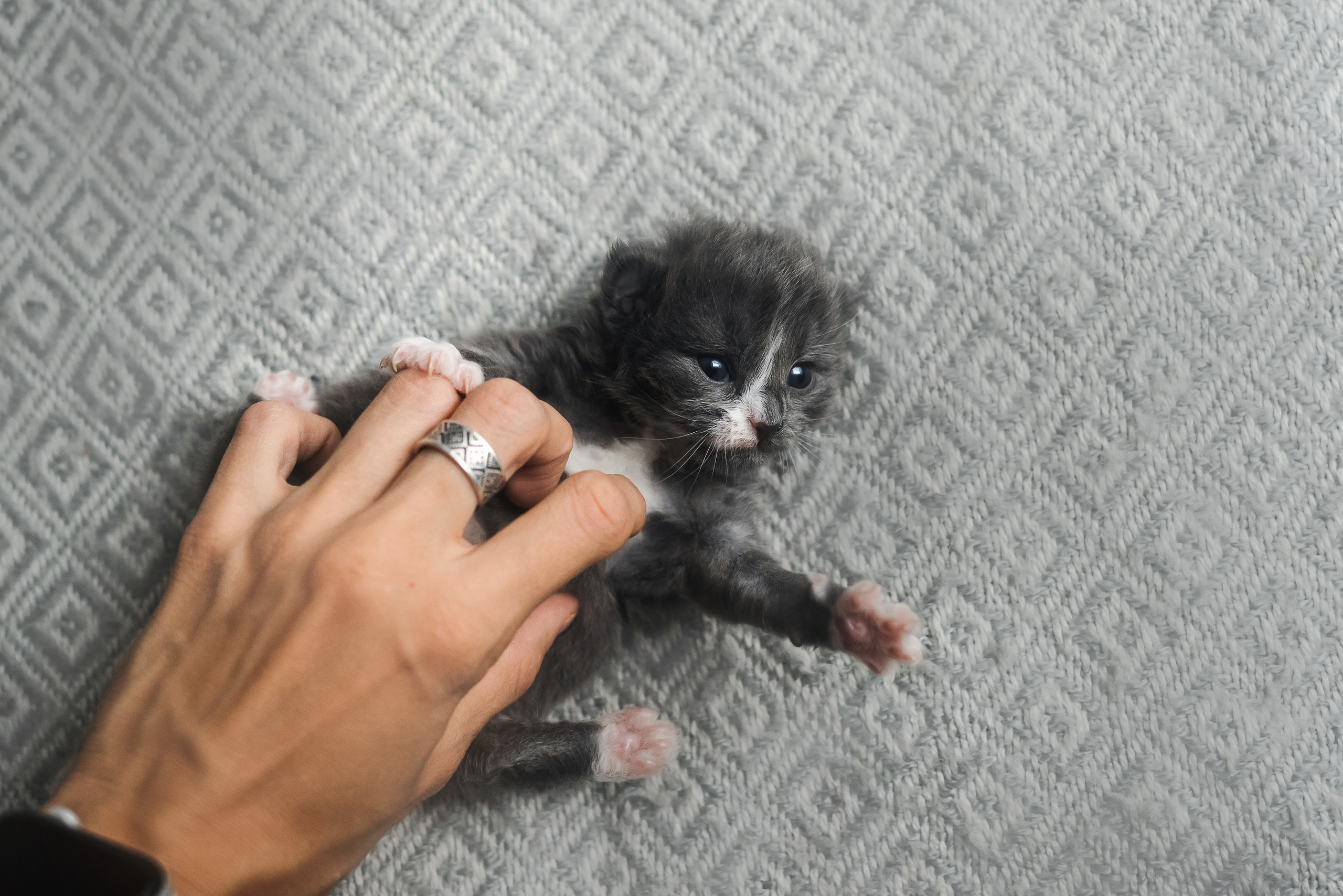 Фотосессия для новорожденных котят