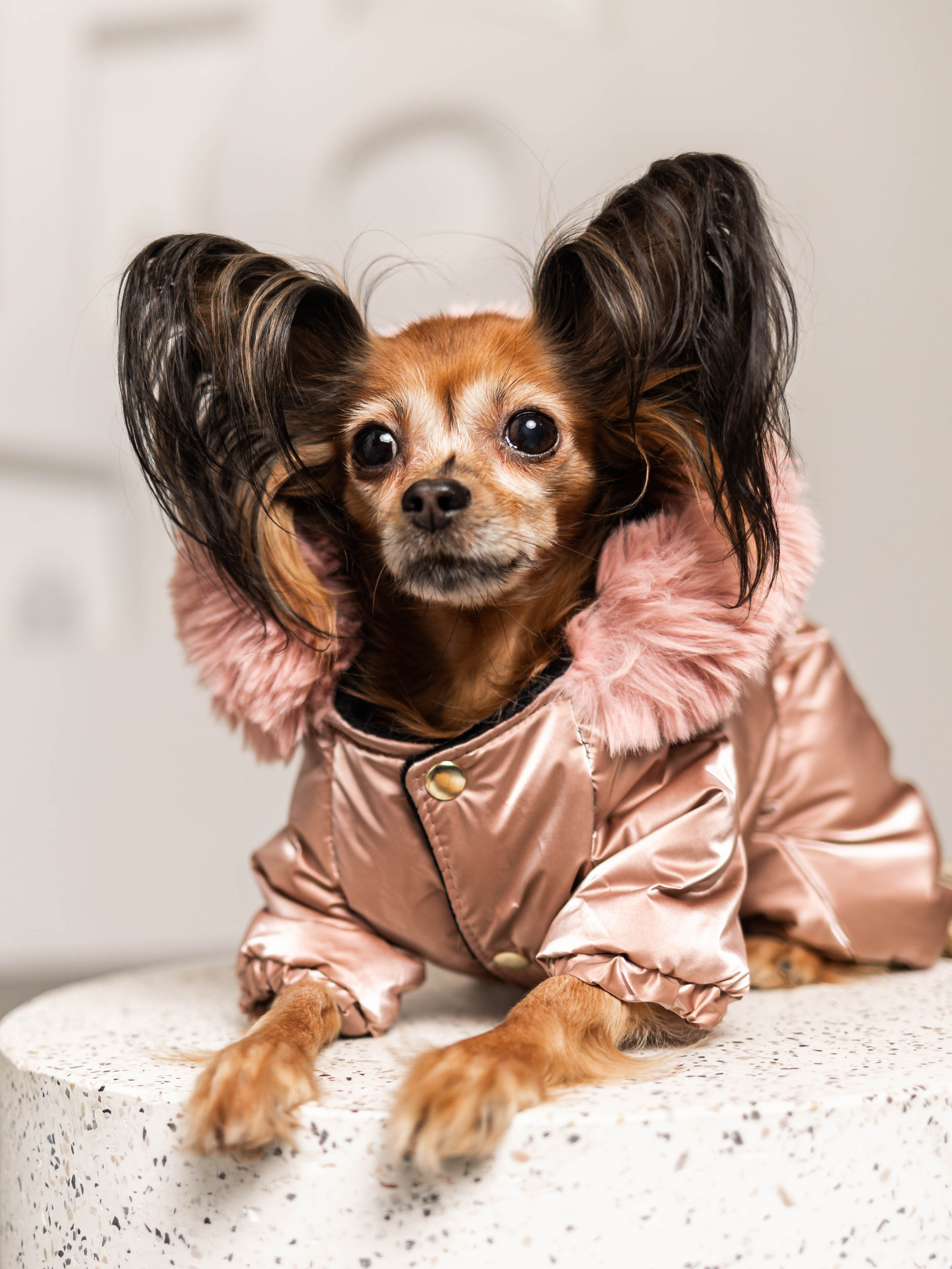 Фотосессия для каталога собачьих товаров на Wildberries