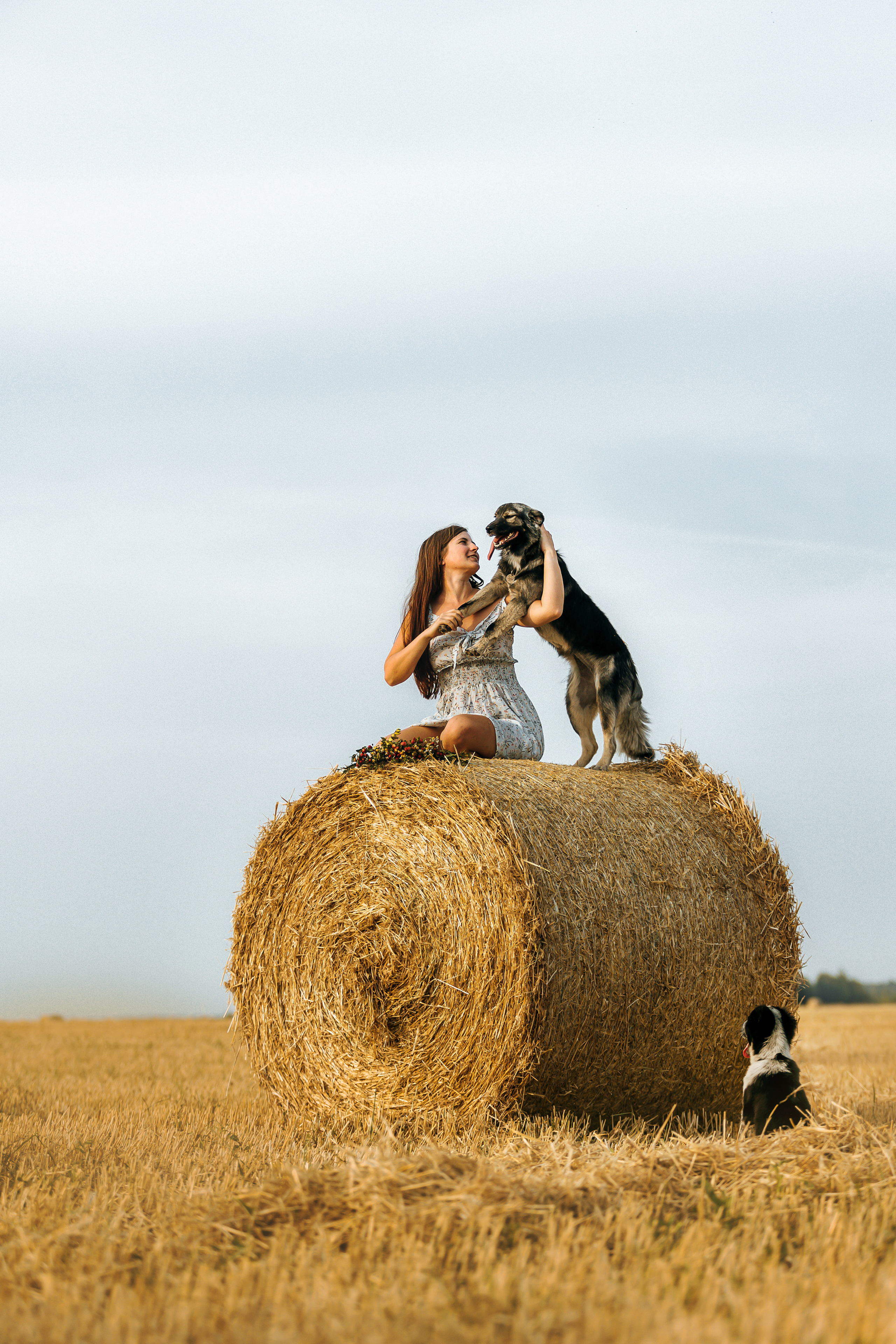 Фотосессия со стогами сена с собаками в Москве