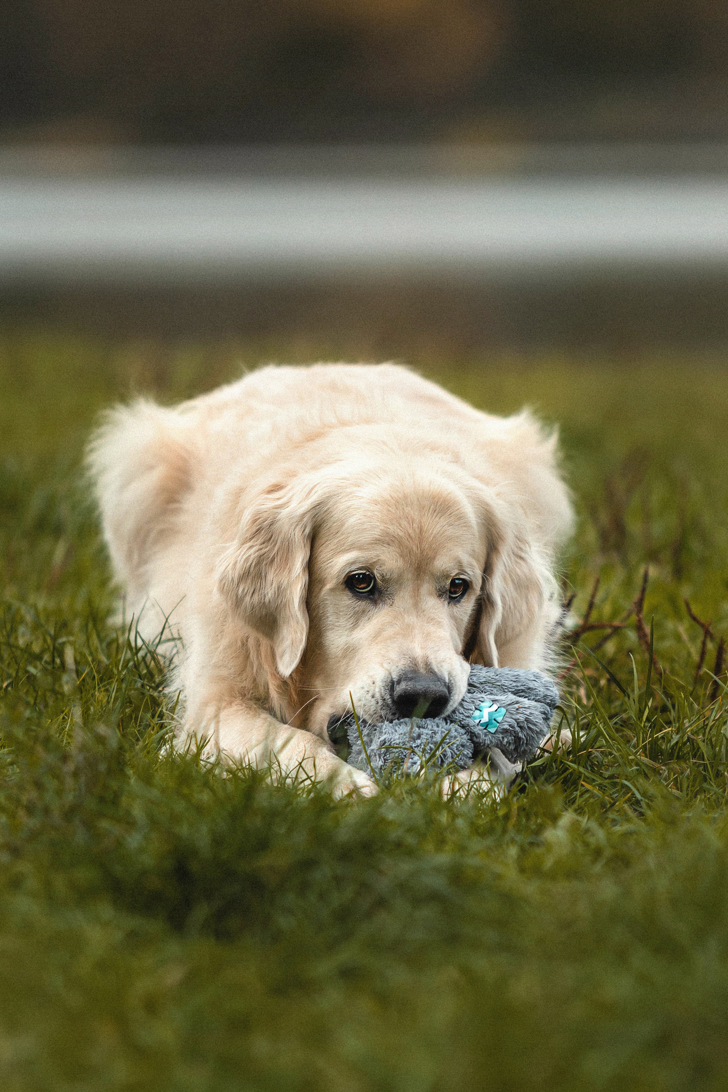 Фотосессия с золотистым ретривером Мартином в Москве