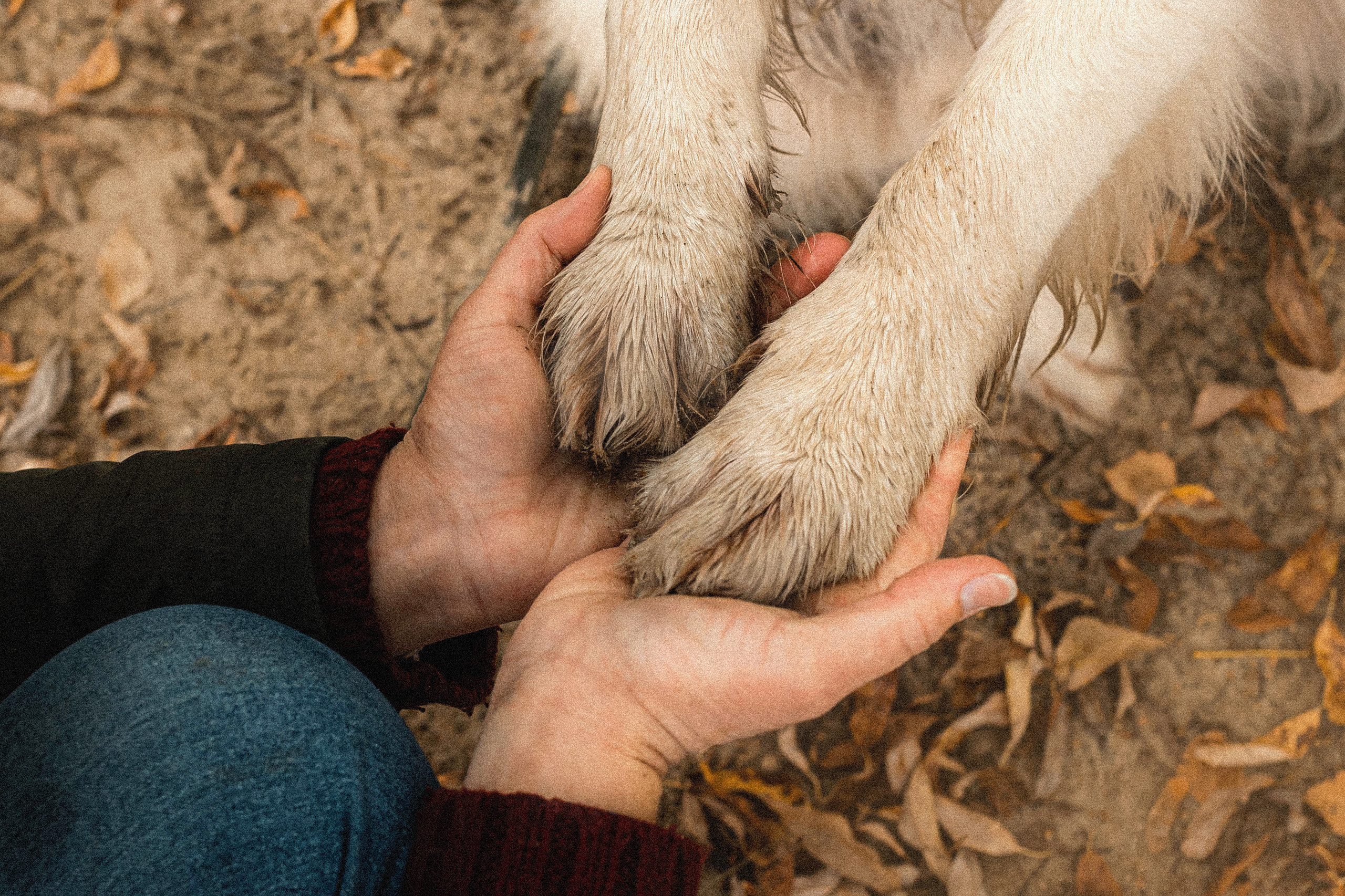 Фотосессия с золотистым ретривером Мартином в Москве