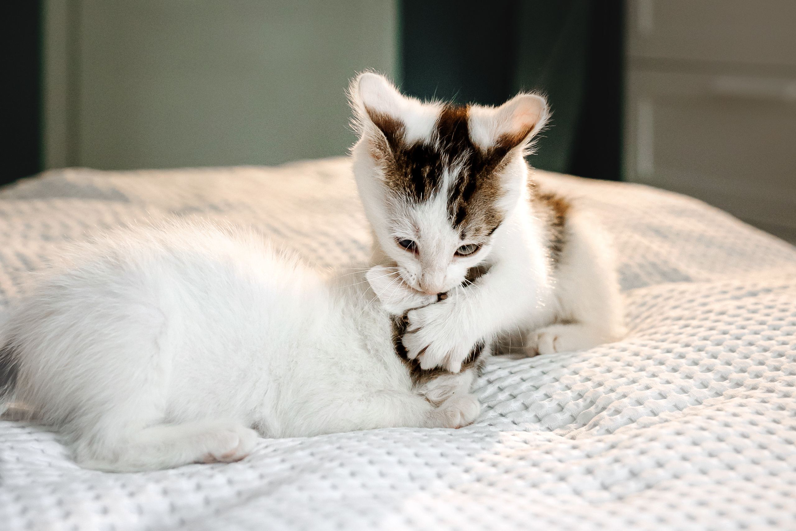 Фотосессия для котят в интерьере