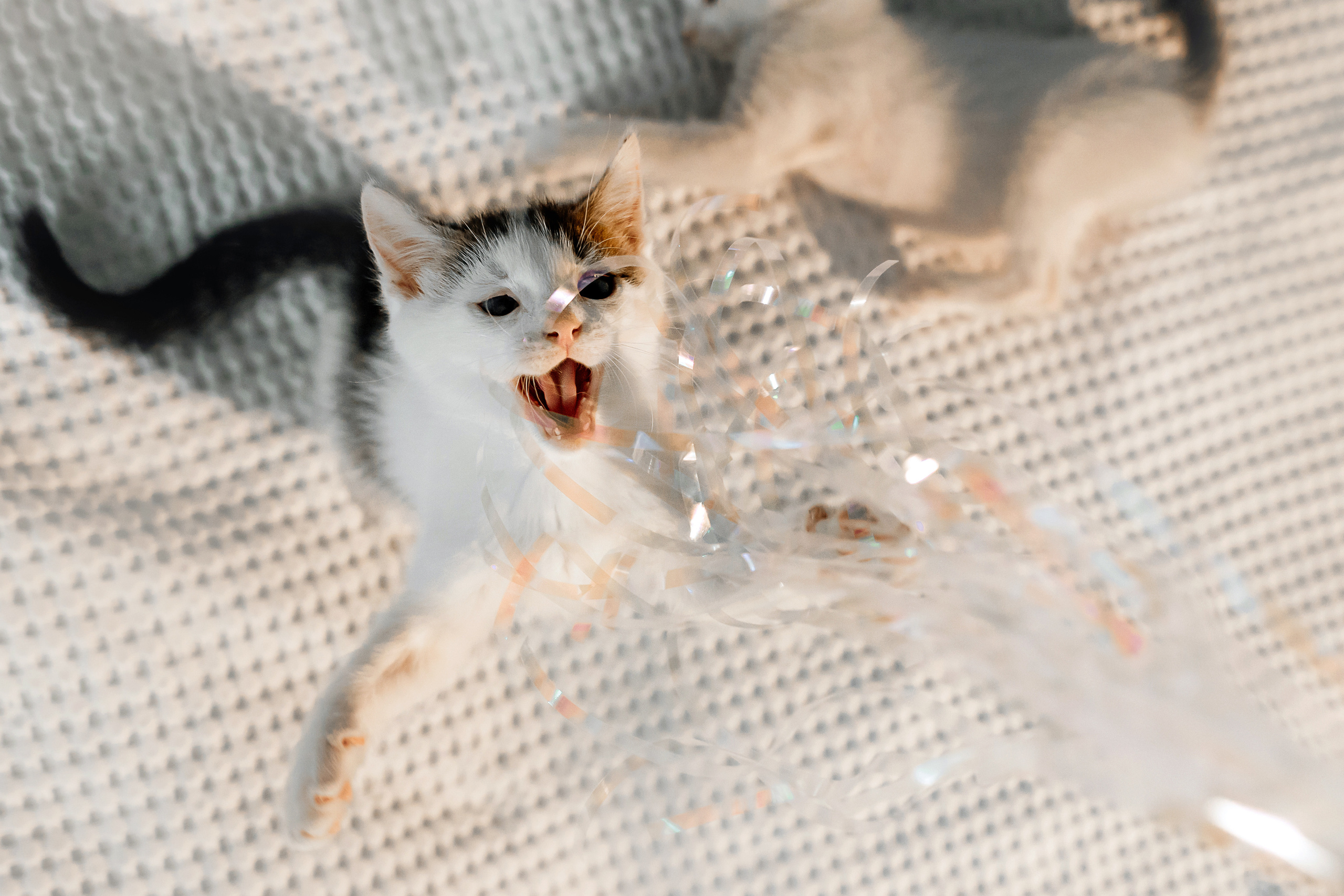 Фотосессия для котят в интерьере