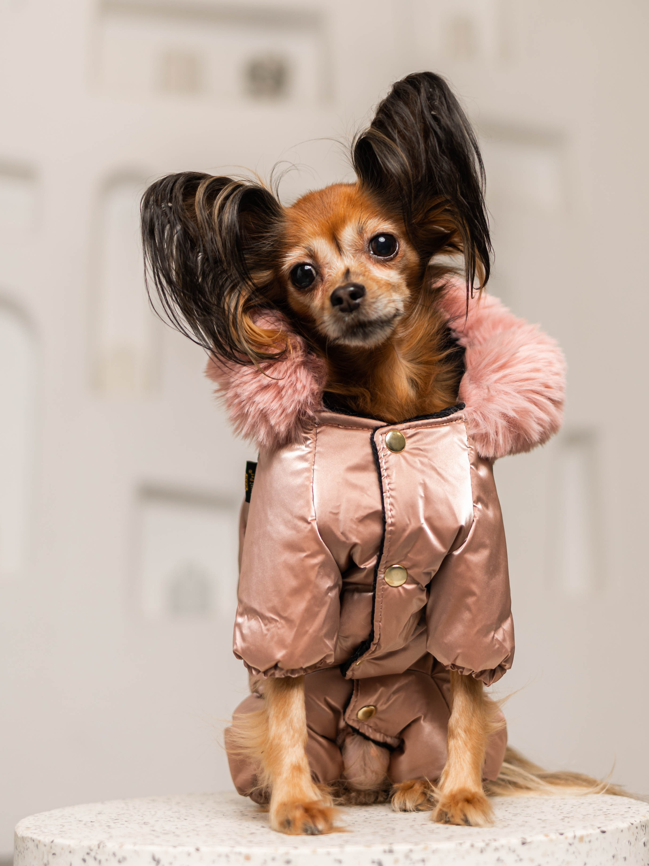 Фотосессия для каталога собачьих товаров на Wildberries