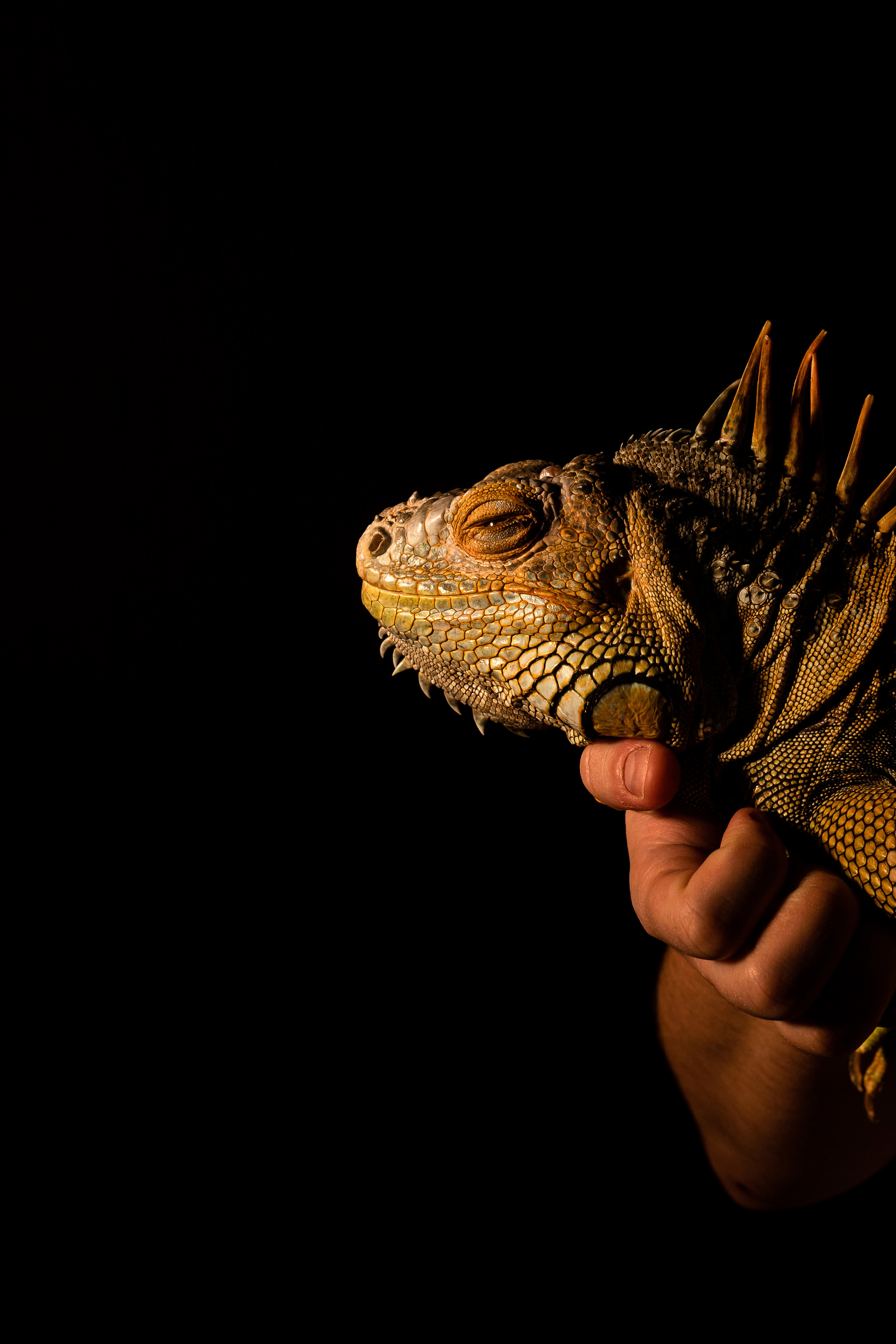 Фотосессия игуаны Иги