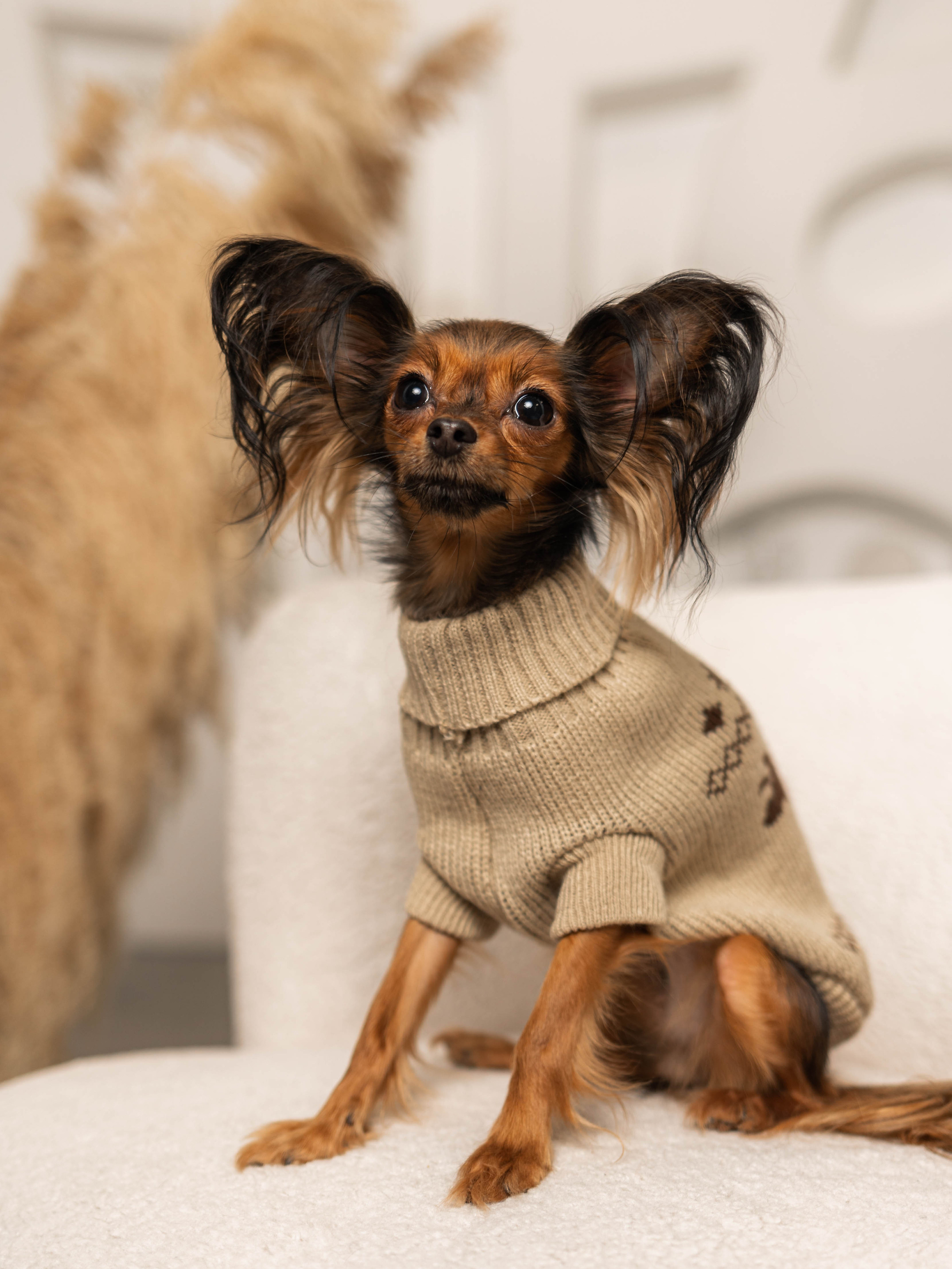 Фотосессия для каталога собачьих товаров на Wildberries