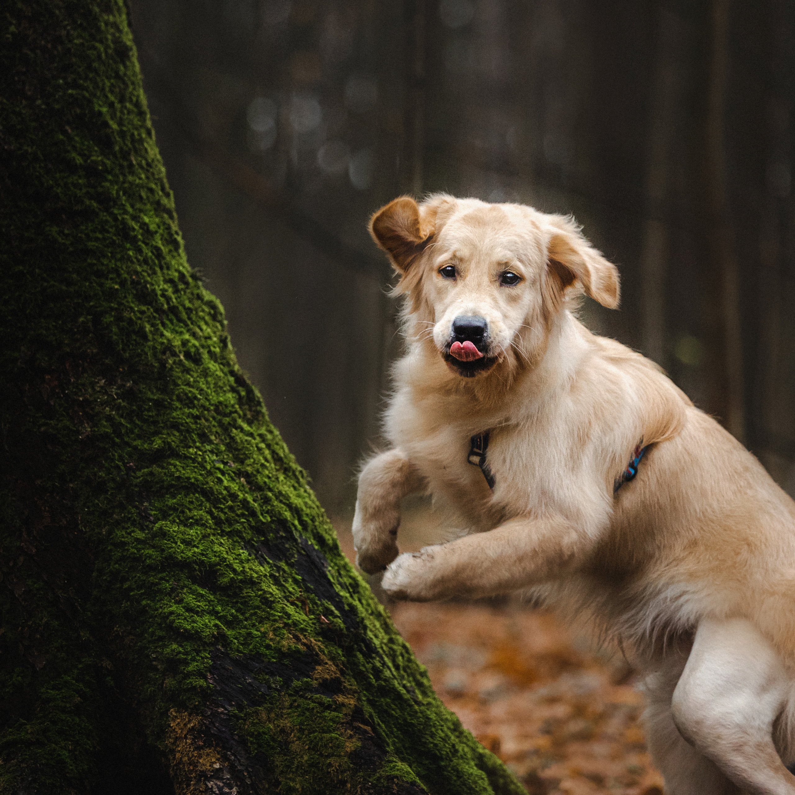 Фотосессия с собакой Гринч в Москве