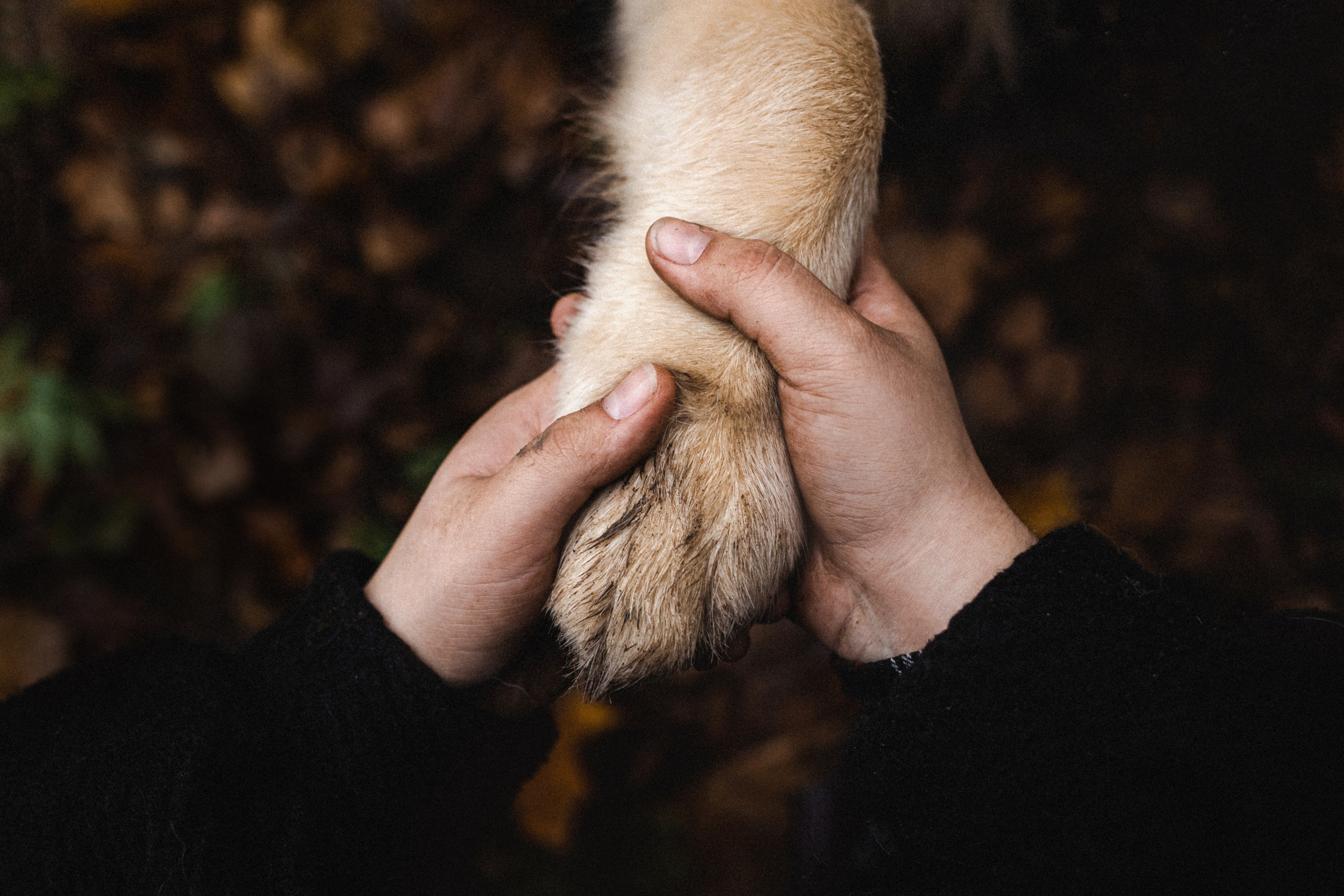 Фотосессия с собакой Гринч в Москве