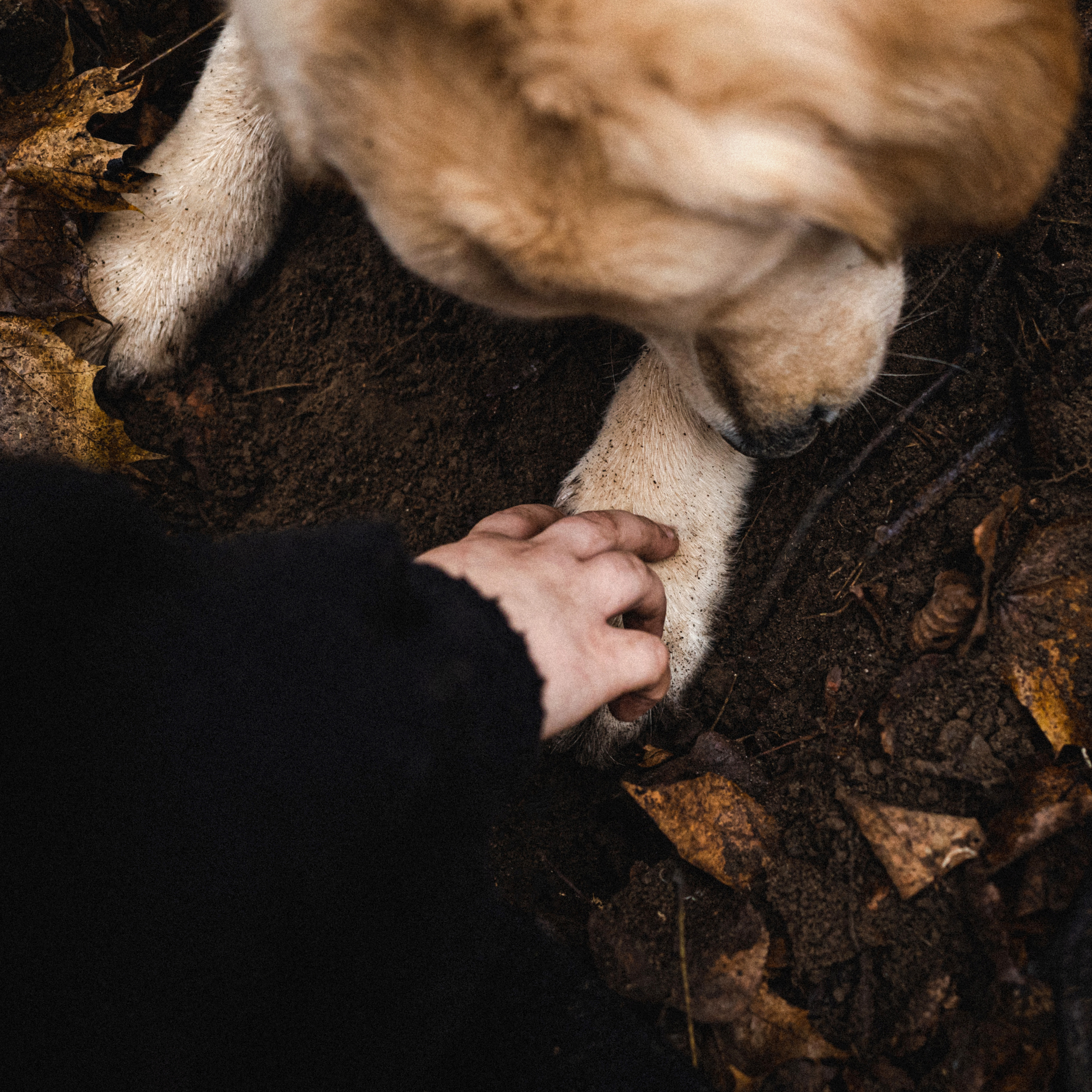 Фотосессия с собакой Гринч в Москве
