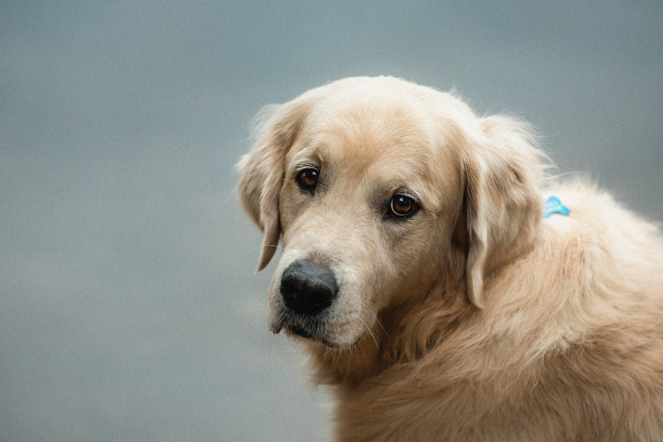 Фотосессия с золотистым ретривером Мартином в Москве