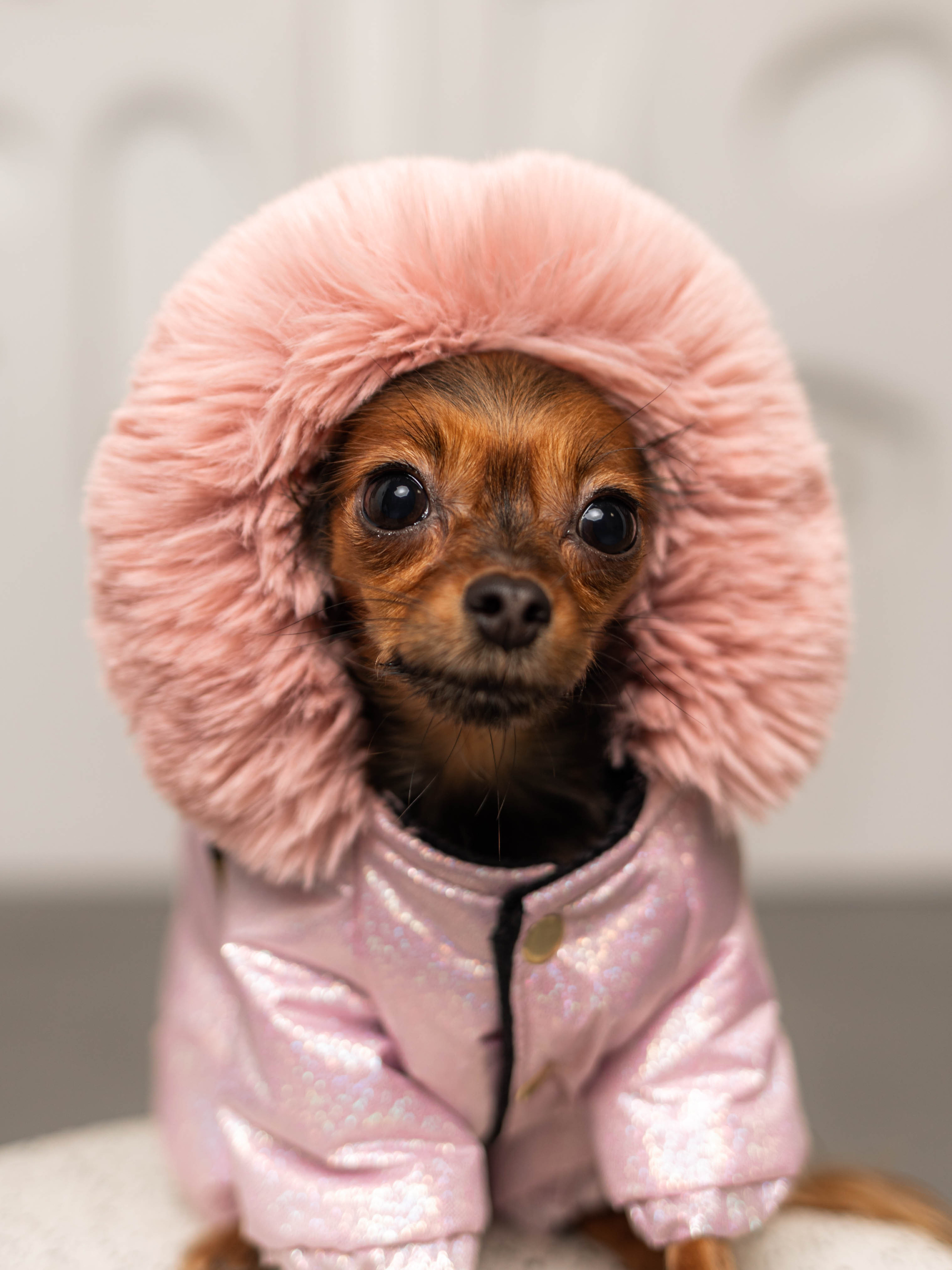 Фотосессия для каталога собачьих товаров на Wildberries