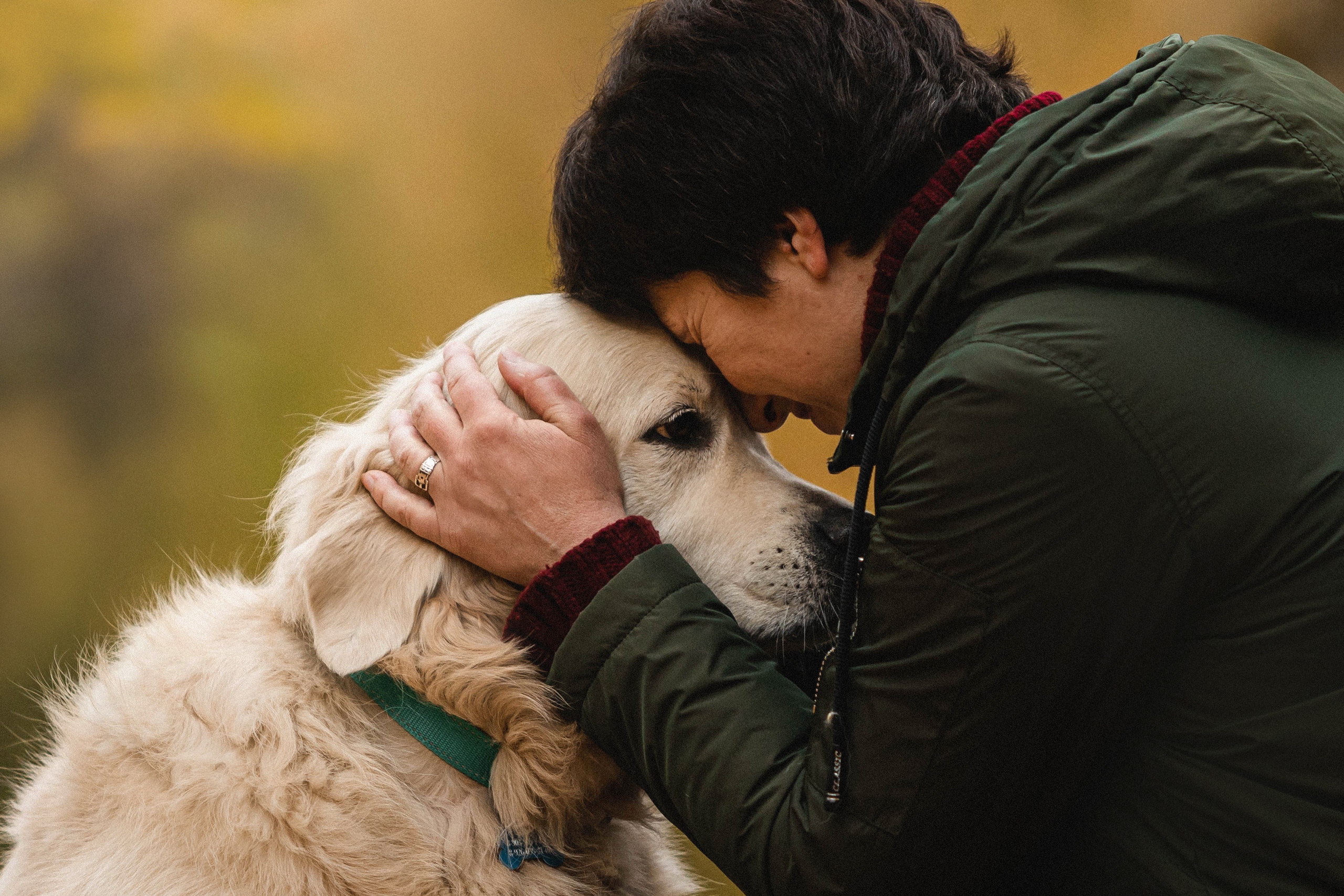 Фотосессия с золотистым ретривером Мартином в Москве