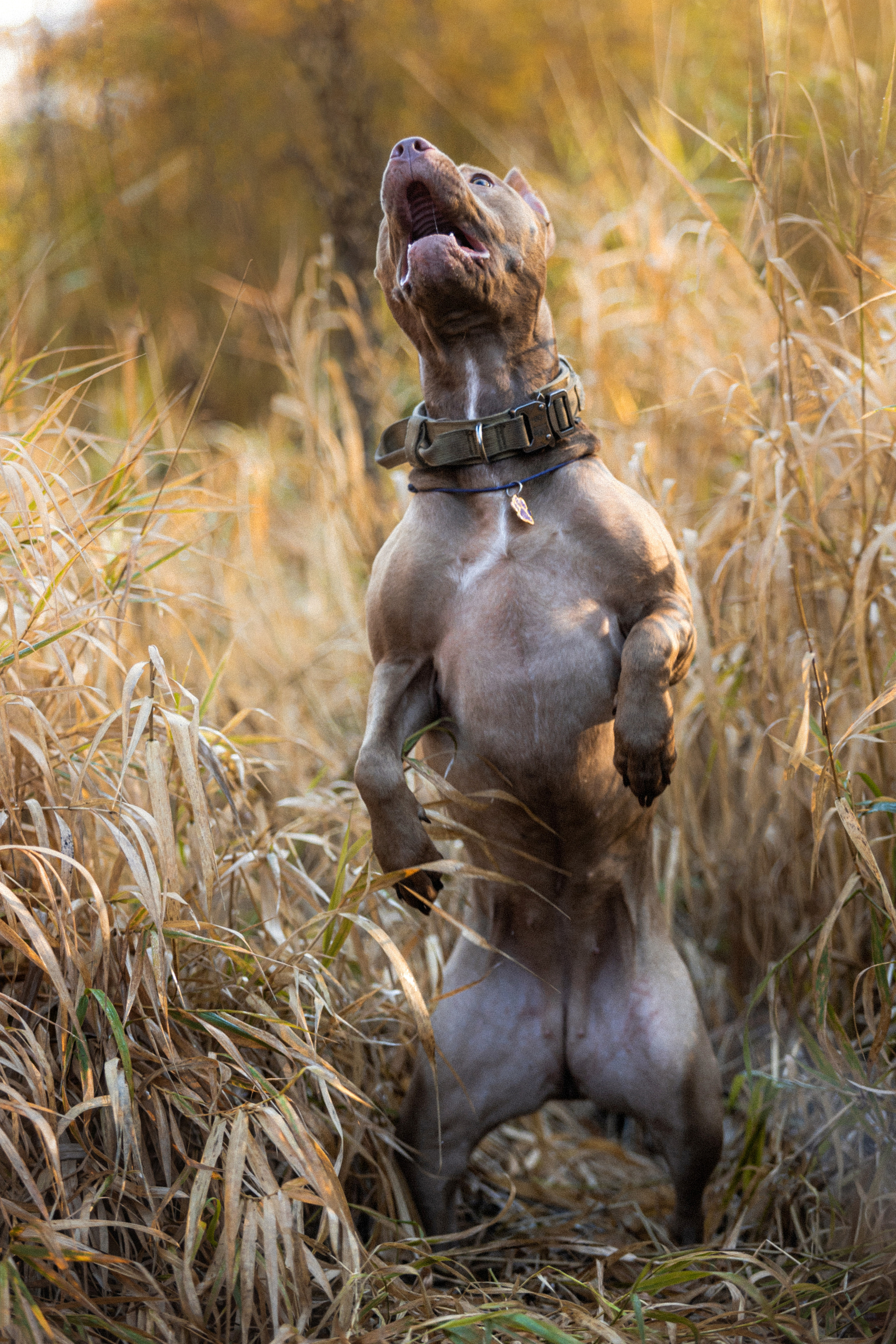 Фотосессия с собаками Камю и Афина в Москве