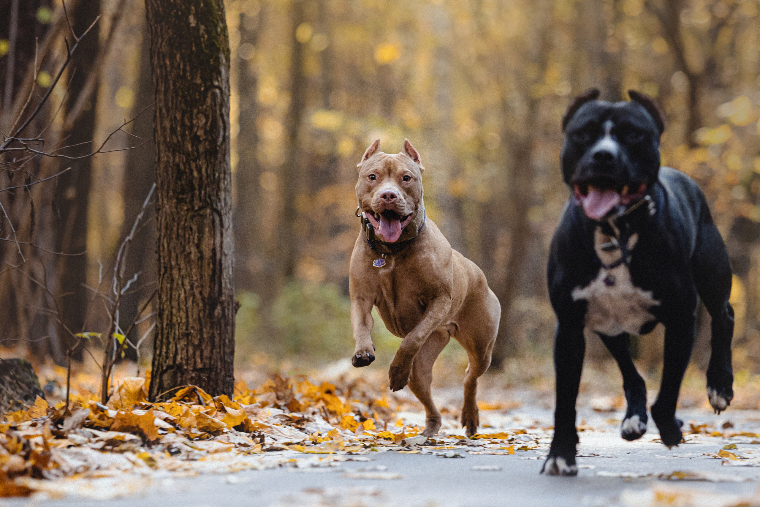 Фотосессия с собаками Камю и Афина в Москве