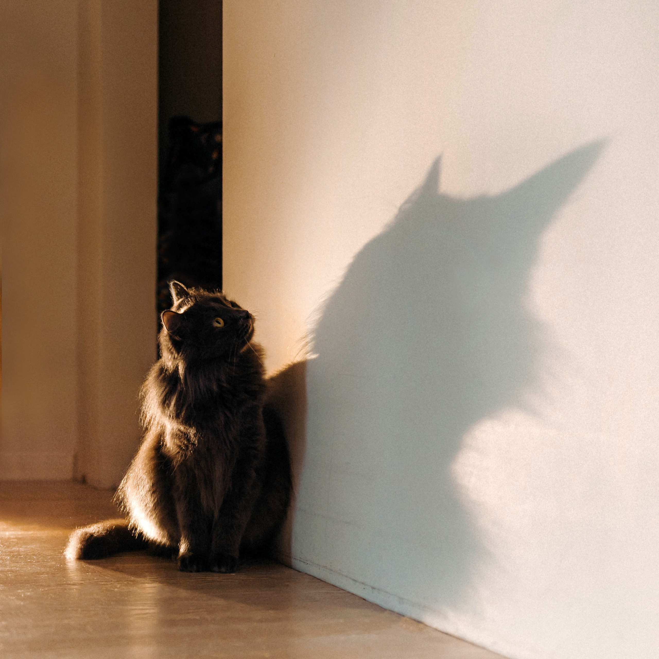 Фотосессия для кота в интерьере