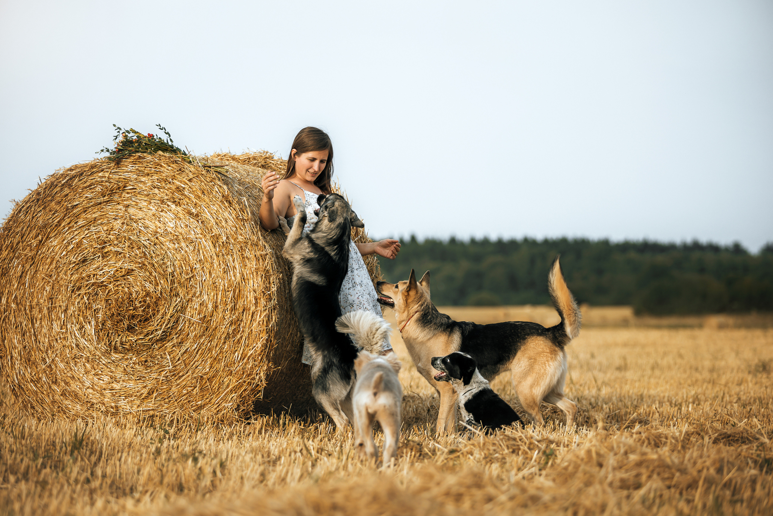 Фотосессия со стогами сена с собаками в Москве