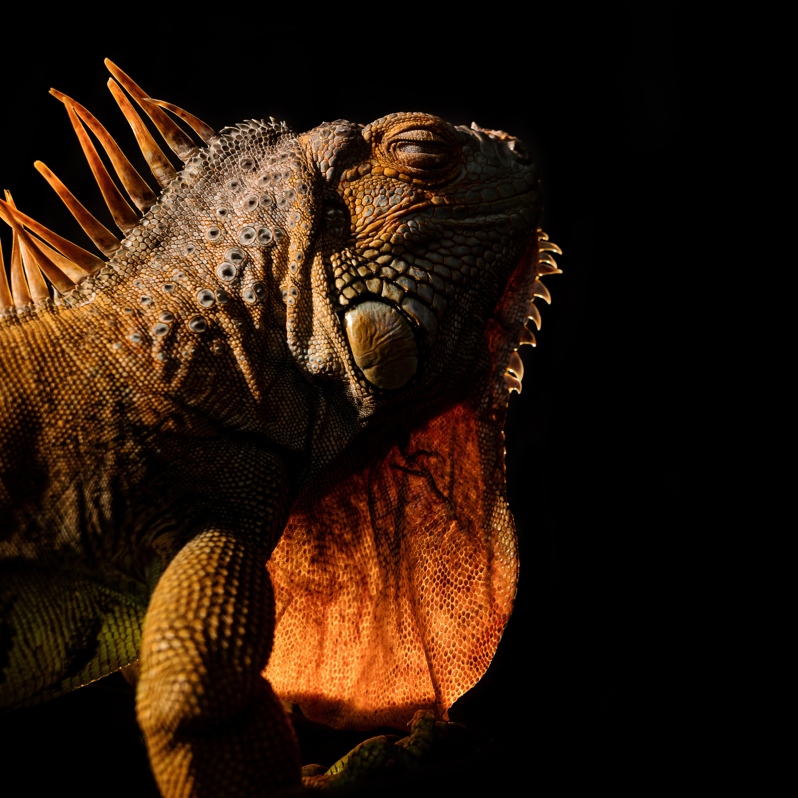 Фотосессия игуаны Иги