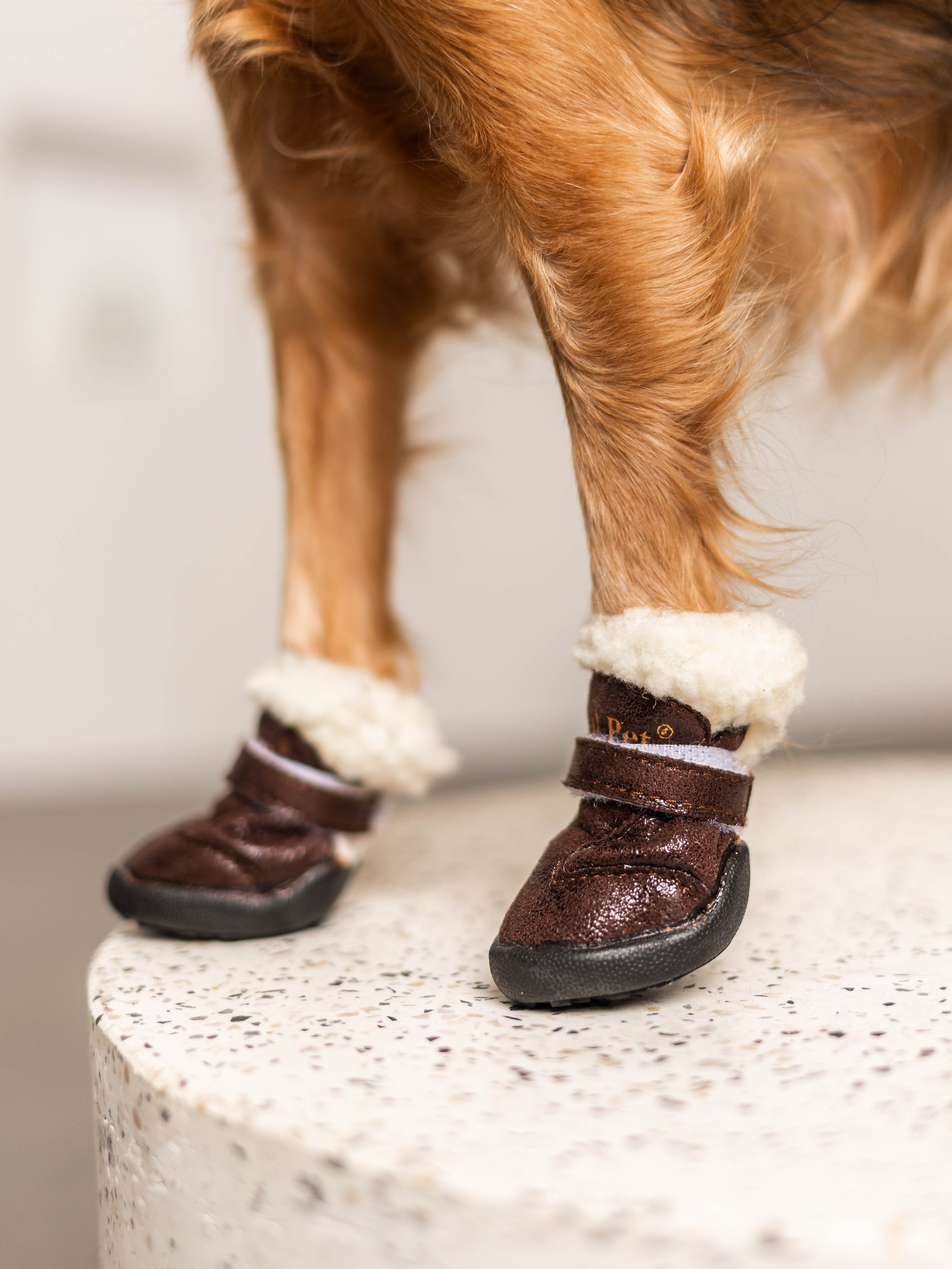 Фотосессия для каталога собачьих товаров на Wildberries