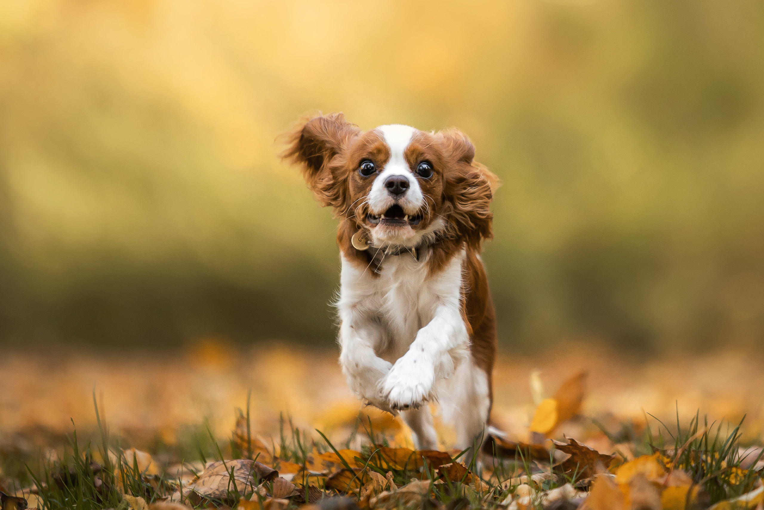Фотосессия с собакой Флаффи в Москве