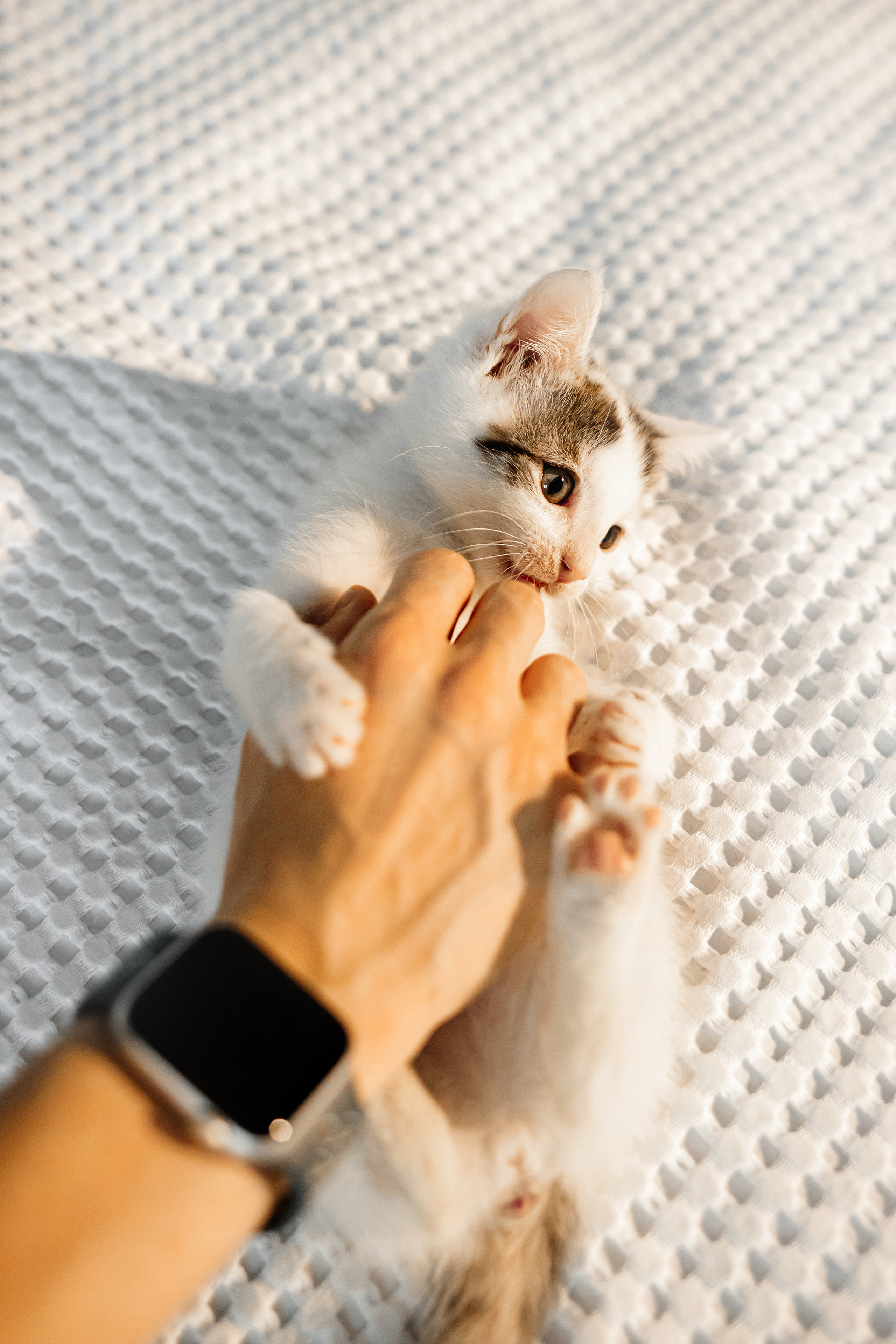 Фотосессия для котят в интерьере