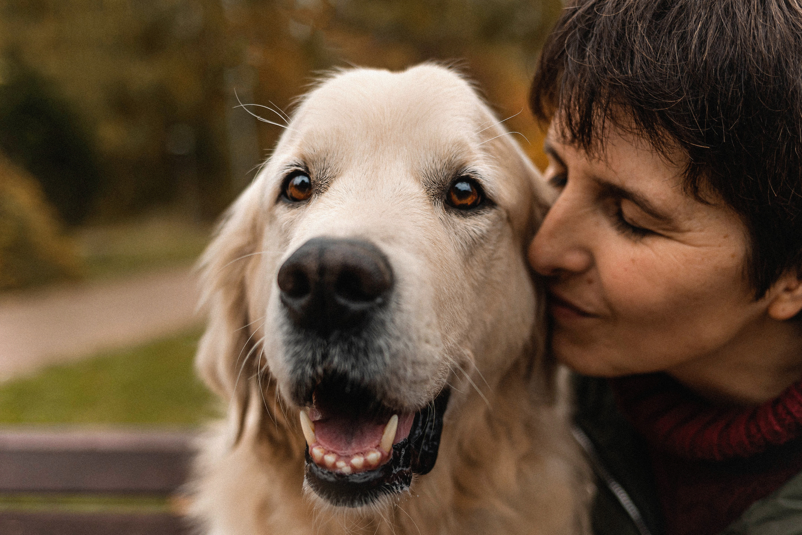 Фотосессия с золотистым ретривером Мартином в Москве