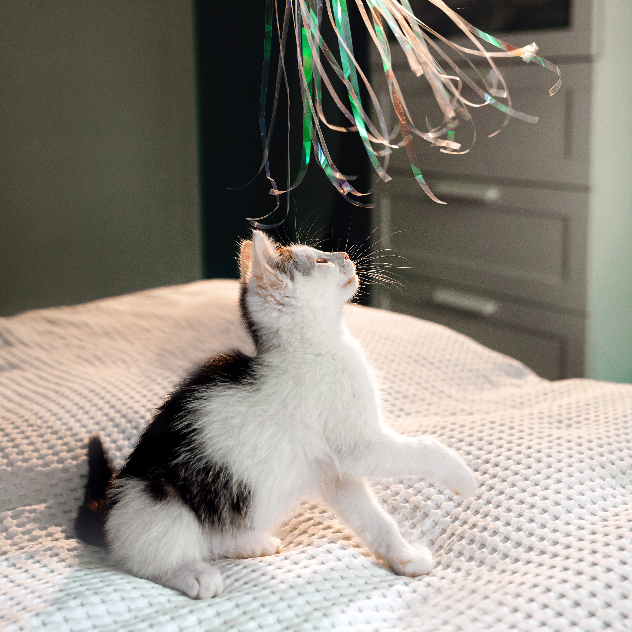 Фотосессия для котят в интерьере